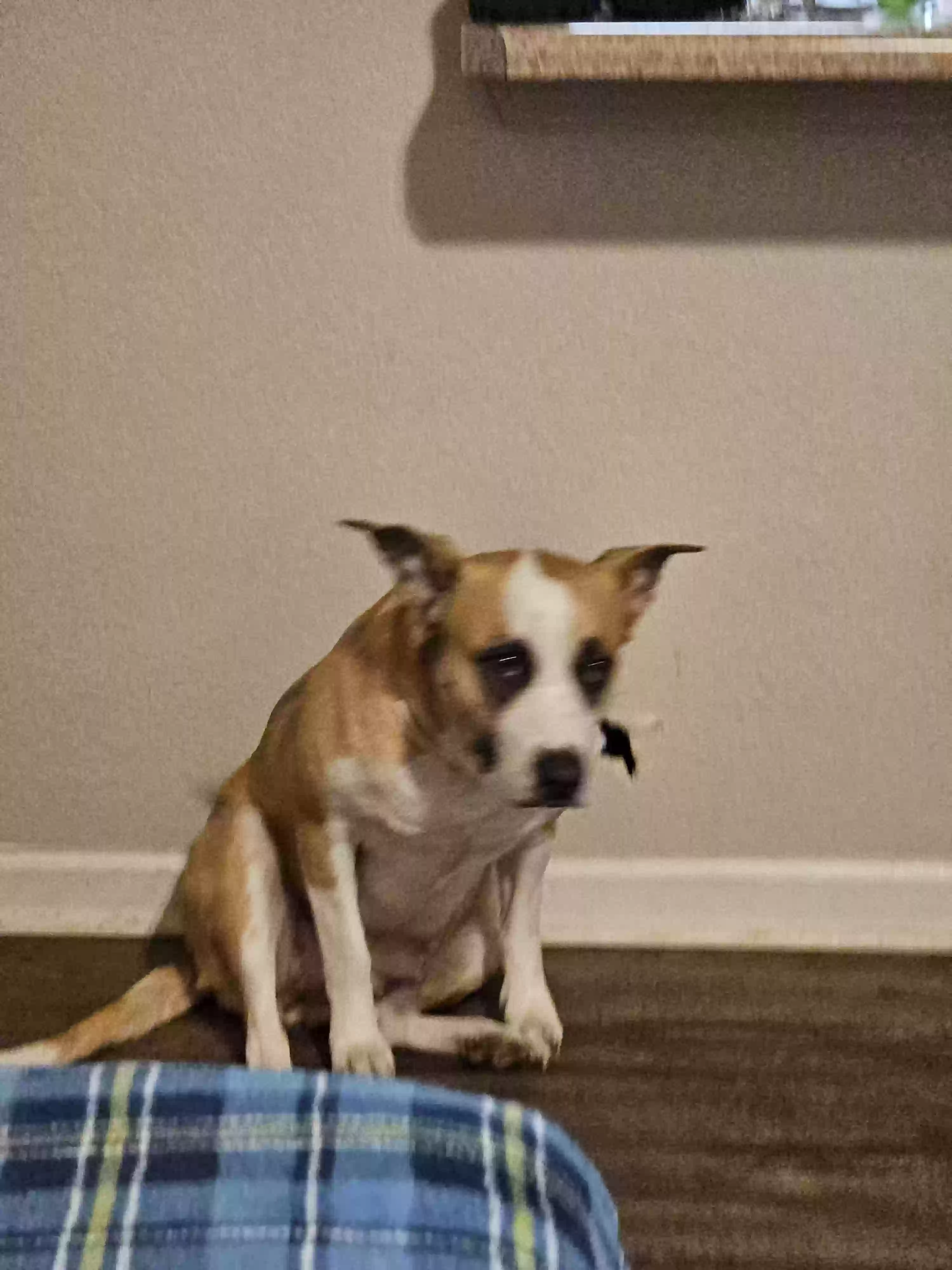 adoptable Dog in Texarkana,AR named Bella