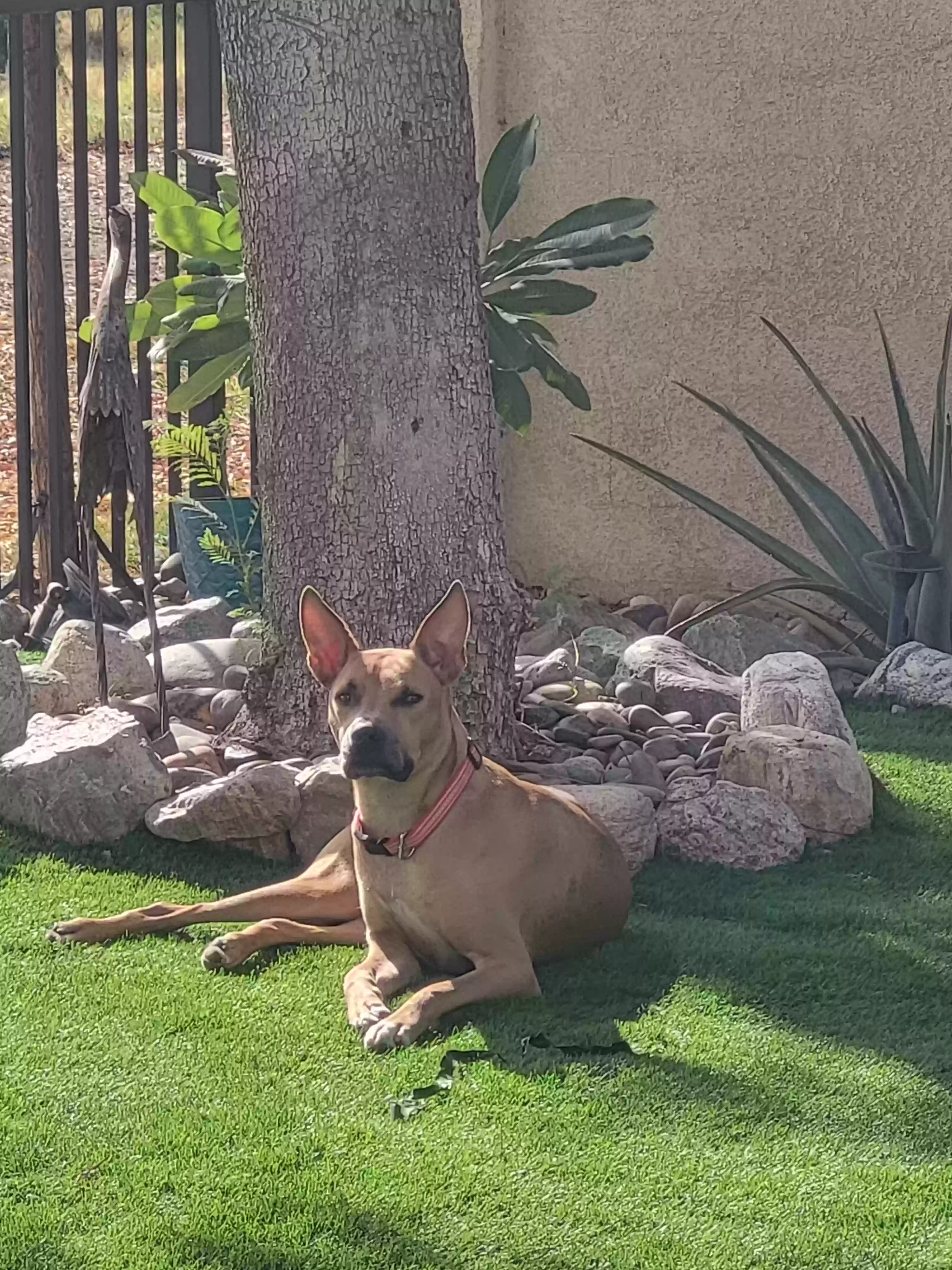 adoptable Dog in Indio,CA named Buddy