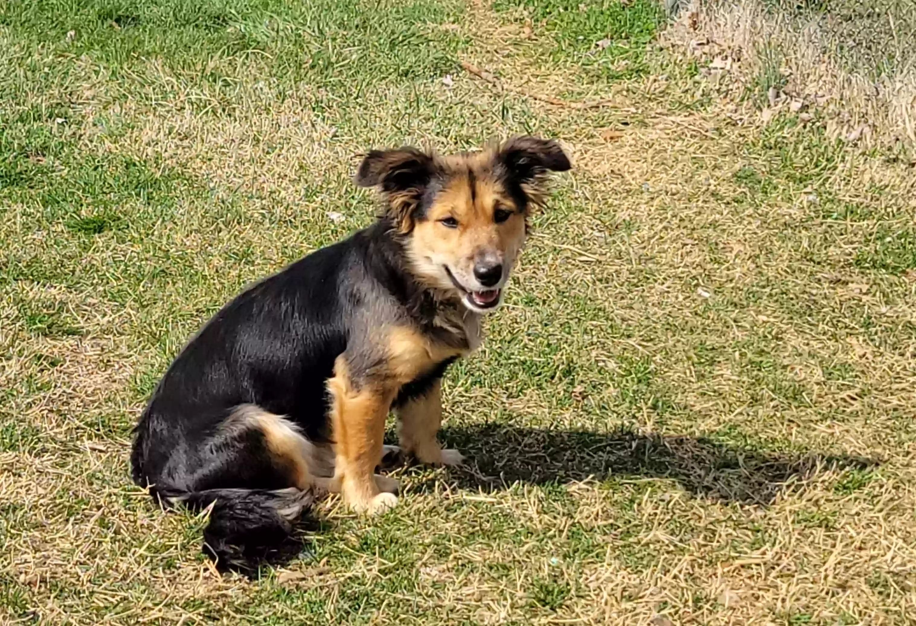 adoptable Dog in Trinity,NC named Treasure