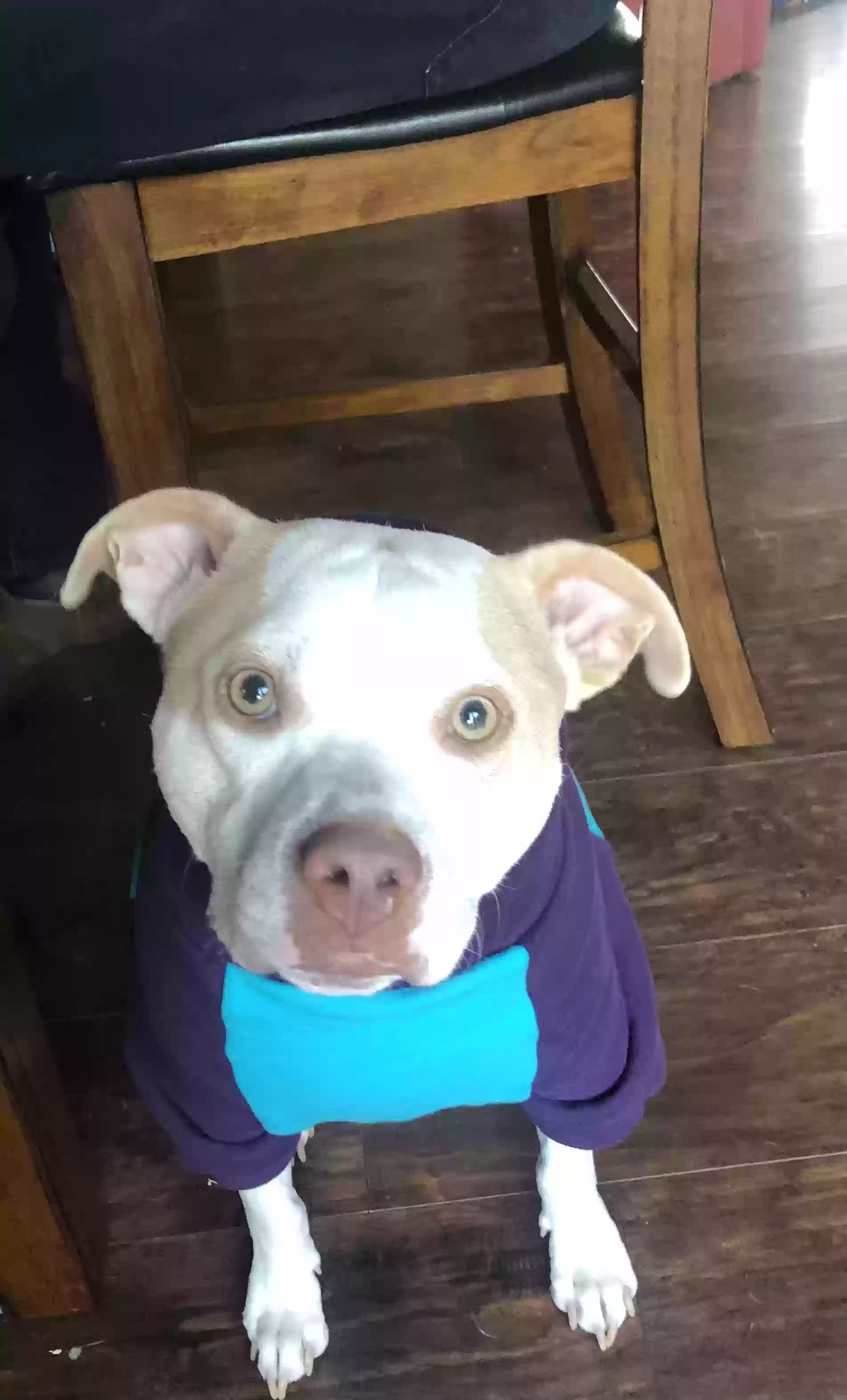 adoptable Dog in Hampshire,IL named Oliver