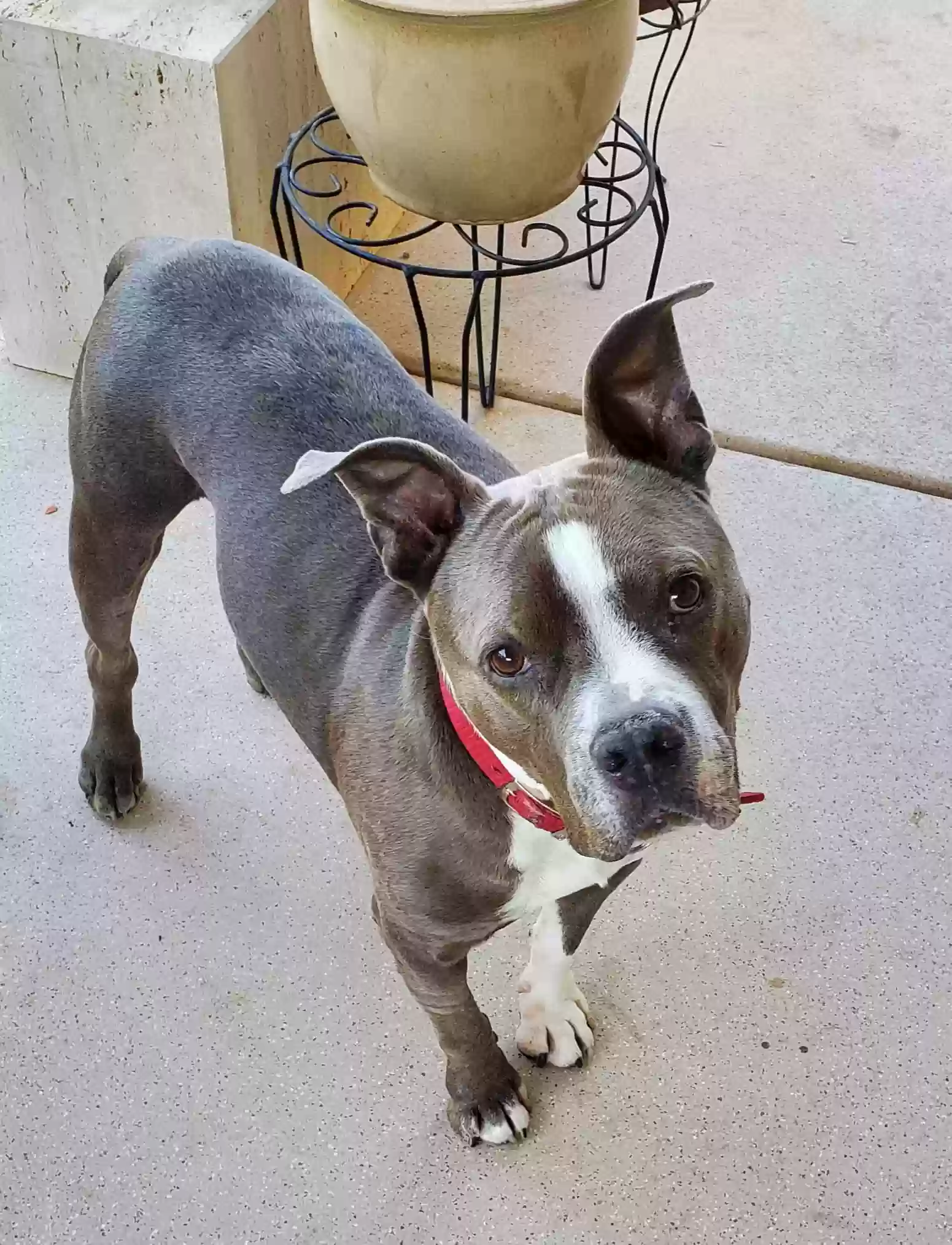 adoptable Dog in Maricopa,AZ named Dallas