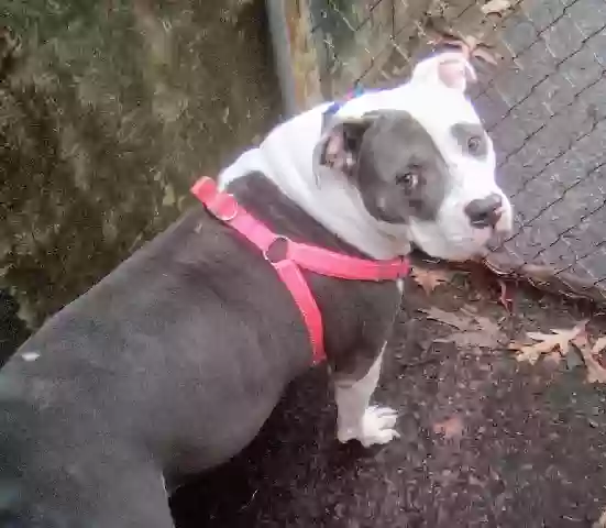 adoptable Dog in Atlanta,GA named Ace