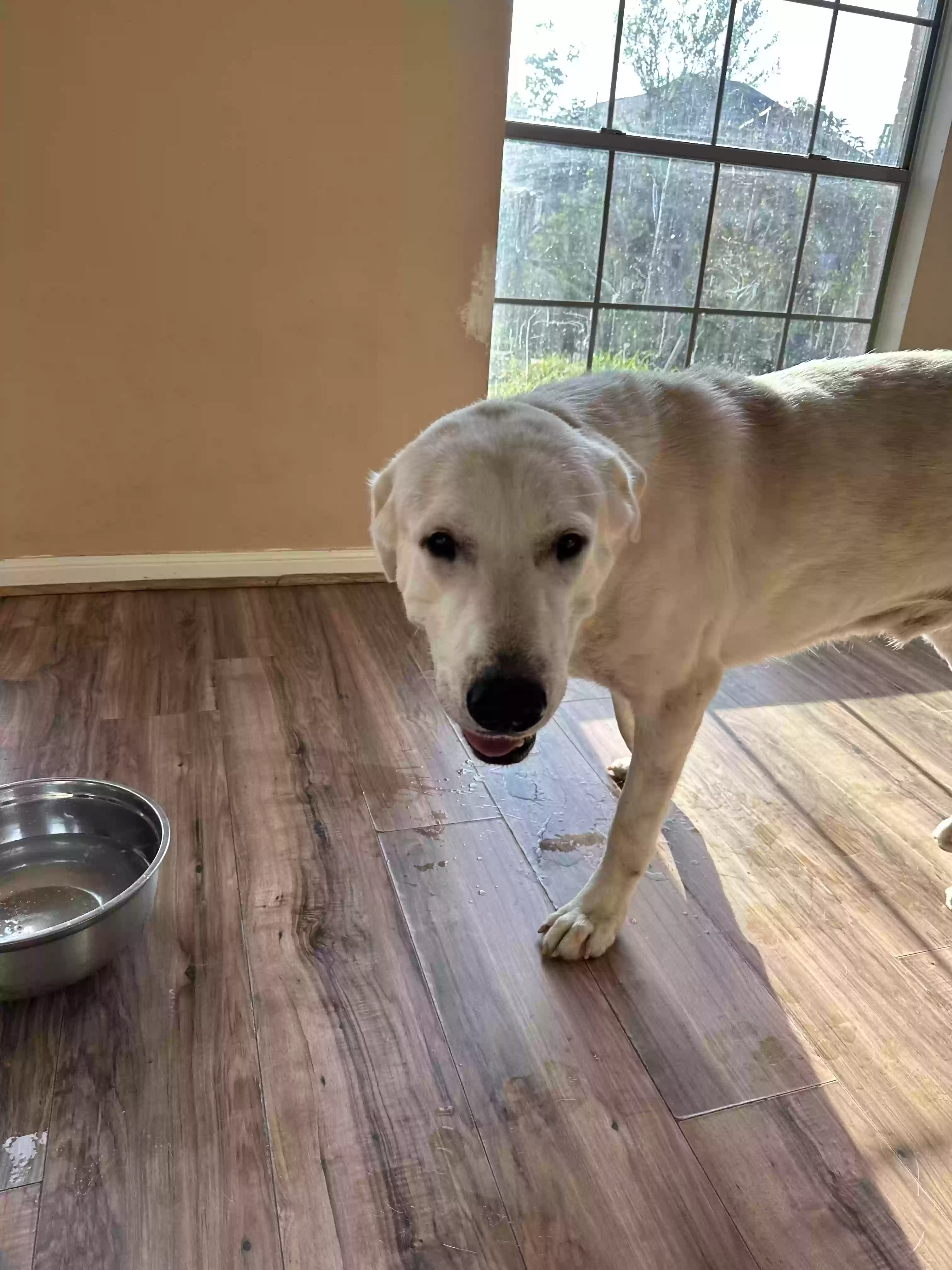 adoptable Dog in Manvel,TX named Casper