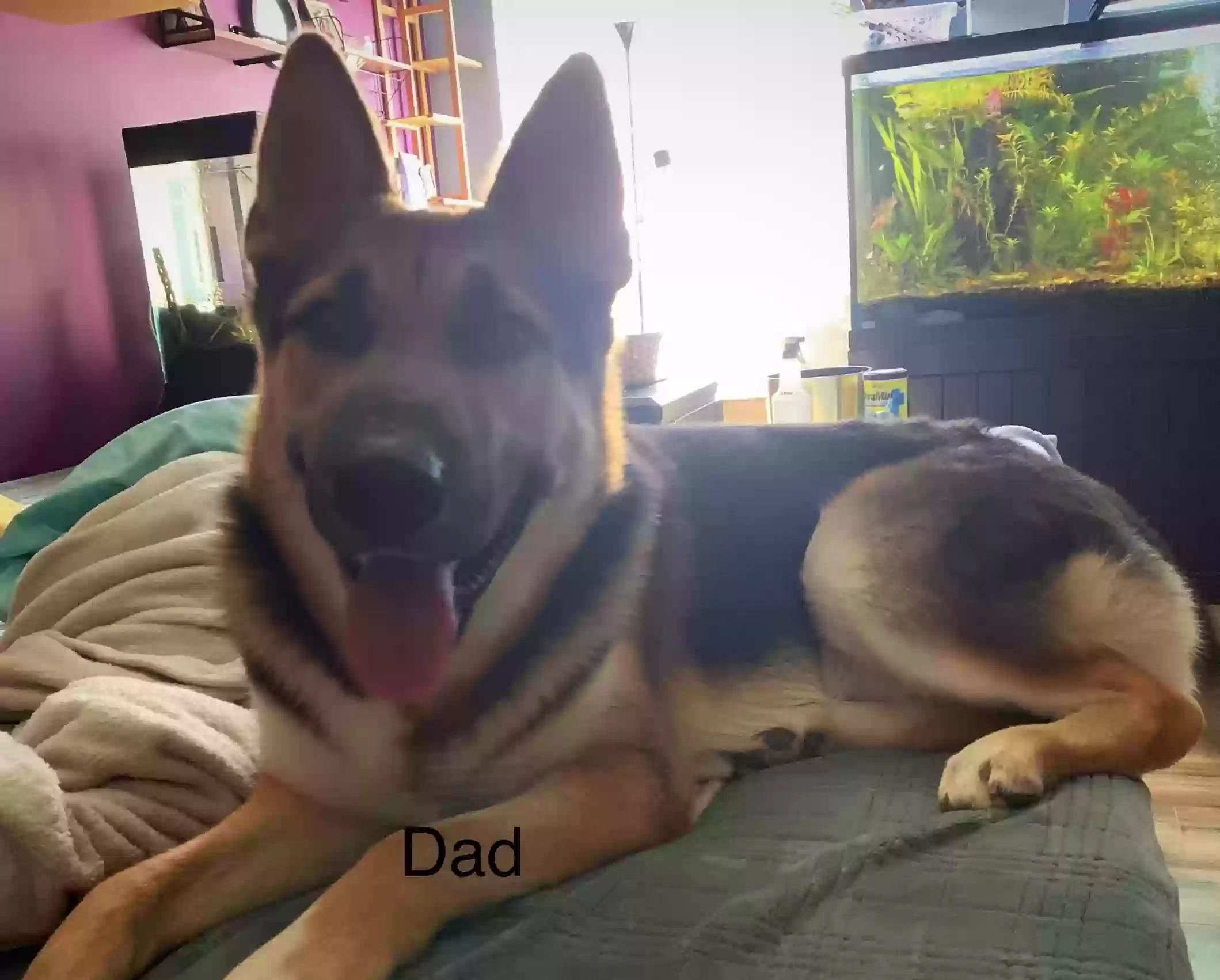 adoptable Dog in Manvel,TX named Milo