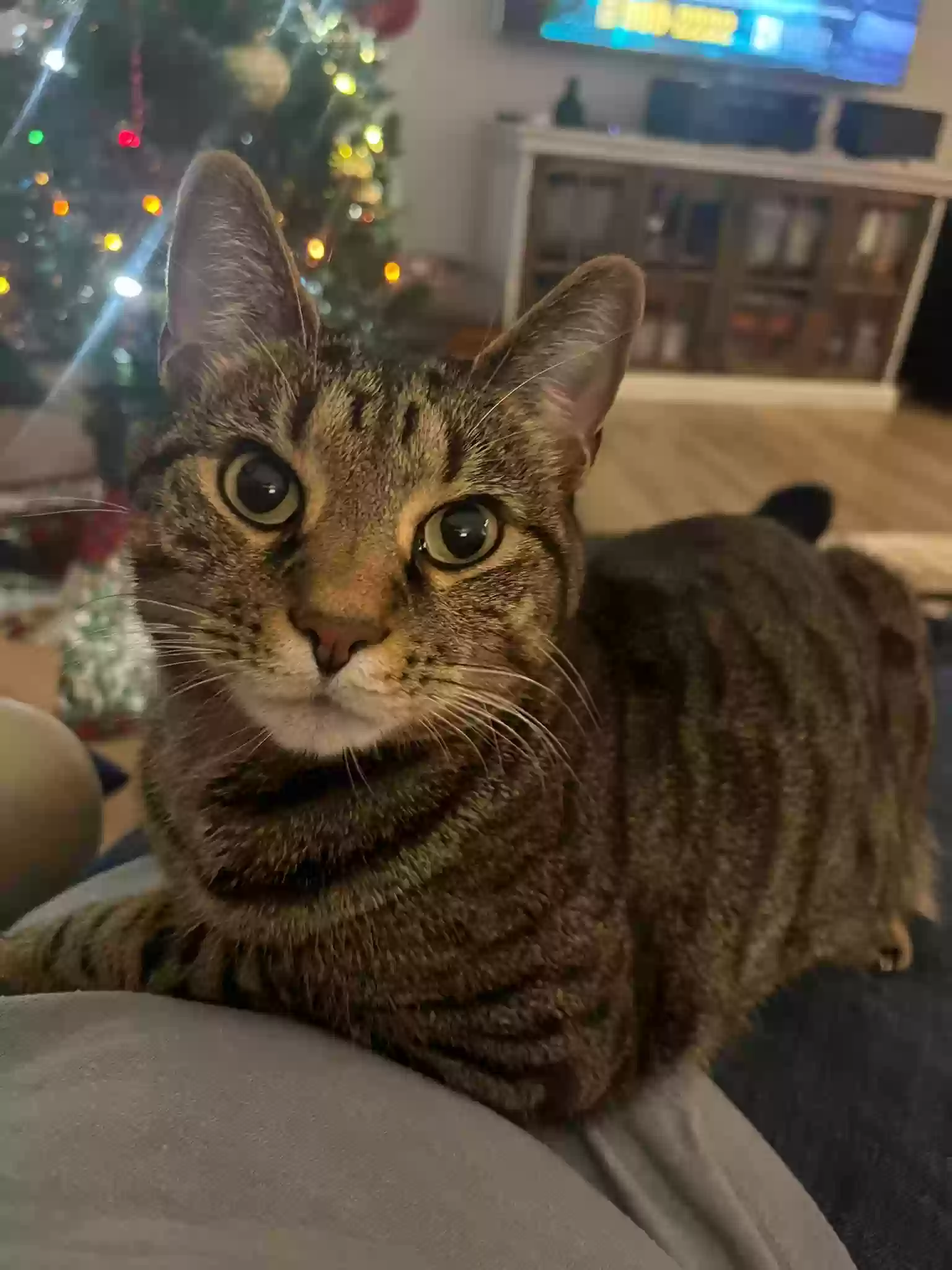 adoptable Cat in Durham,NC named Pekka