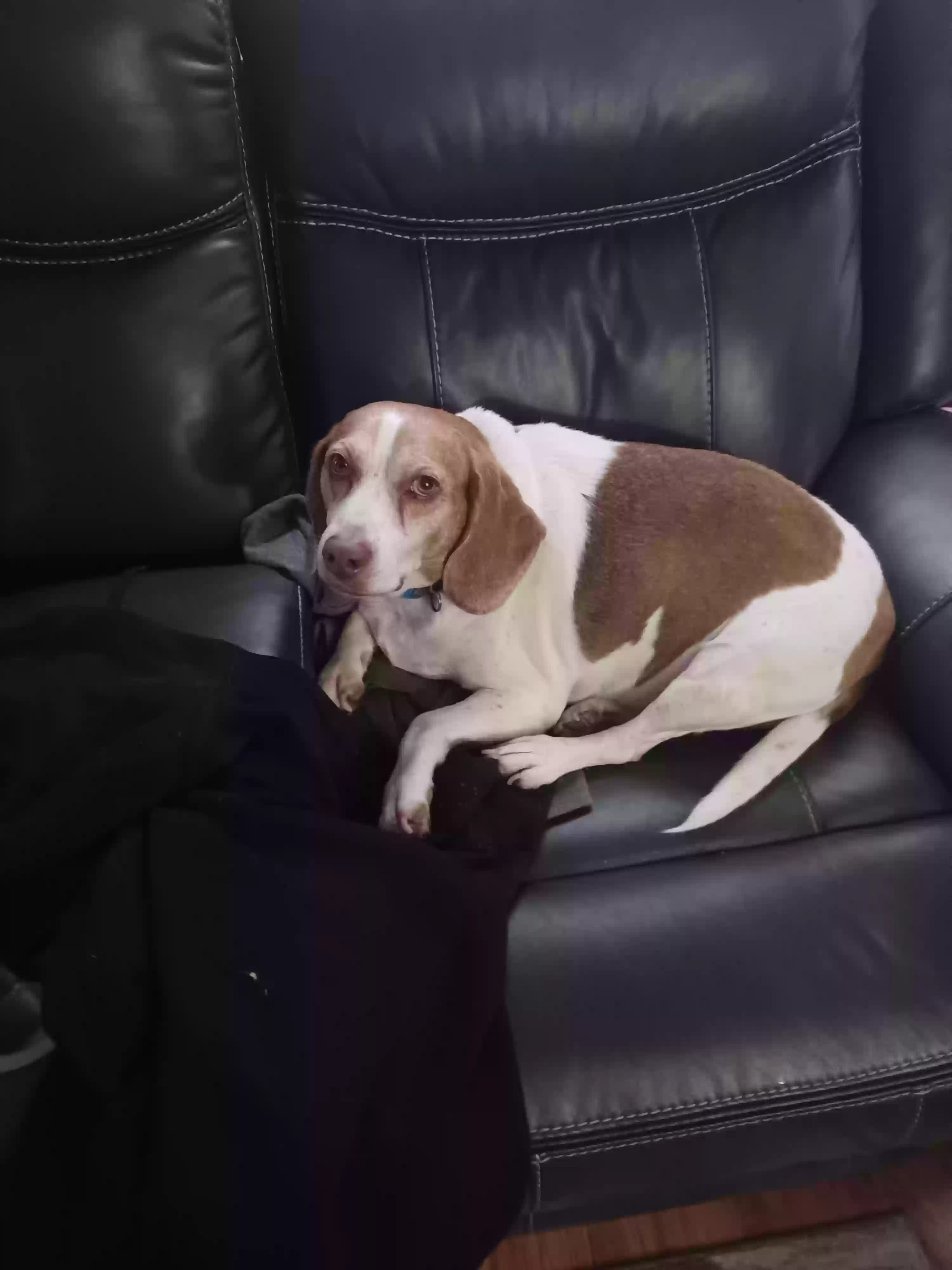 adoptable Dog in Lincoln Park,MI named Bagle