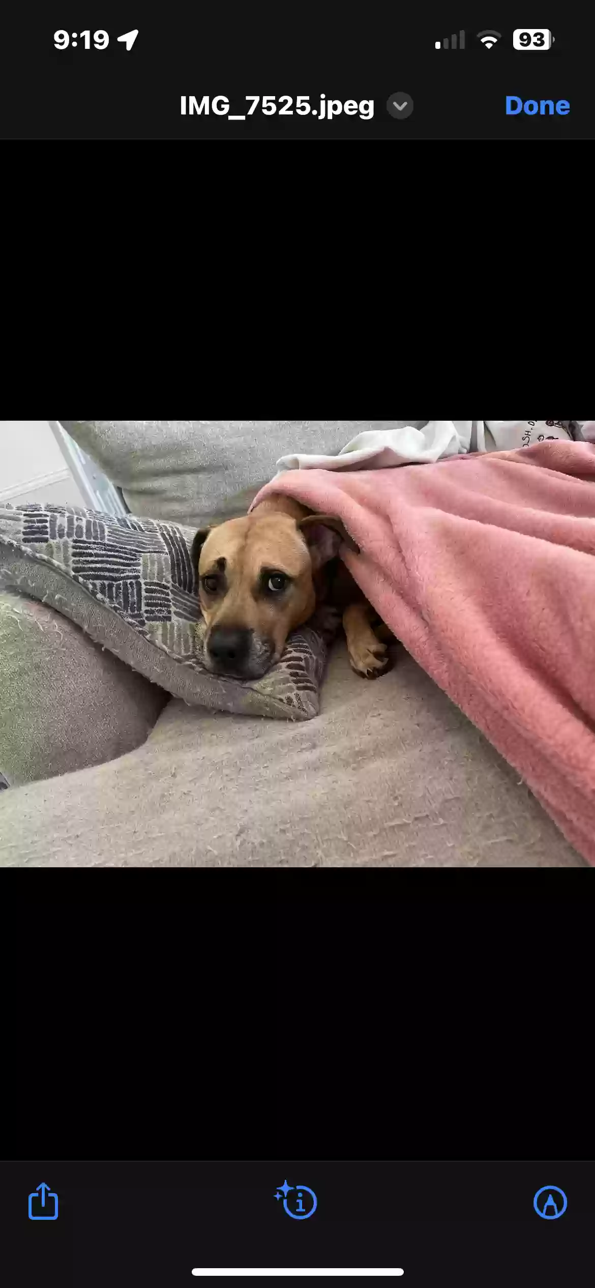 adoptable Dog in Debary,FL named Thor