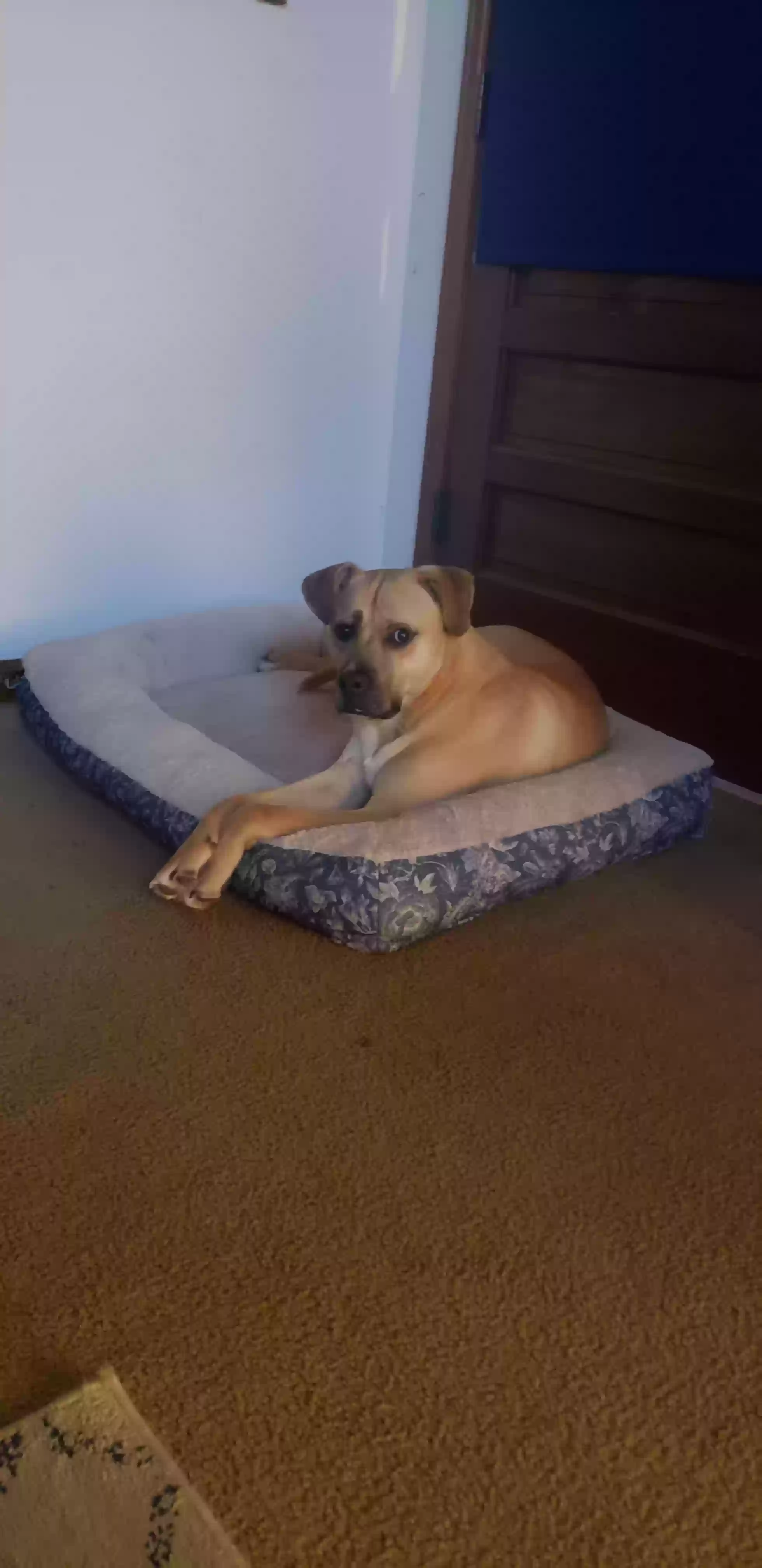 adoptable Dog in Marietta,GA named Bruno