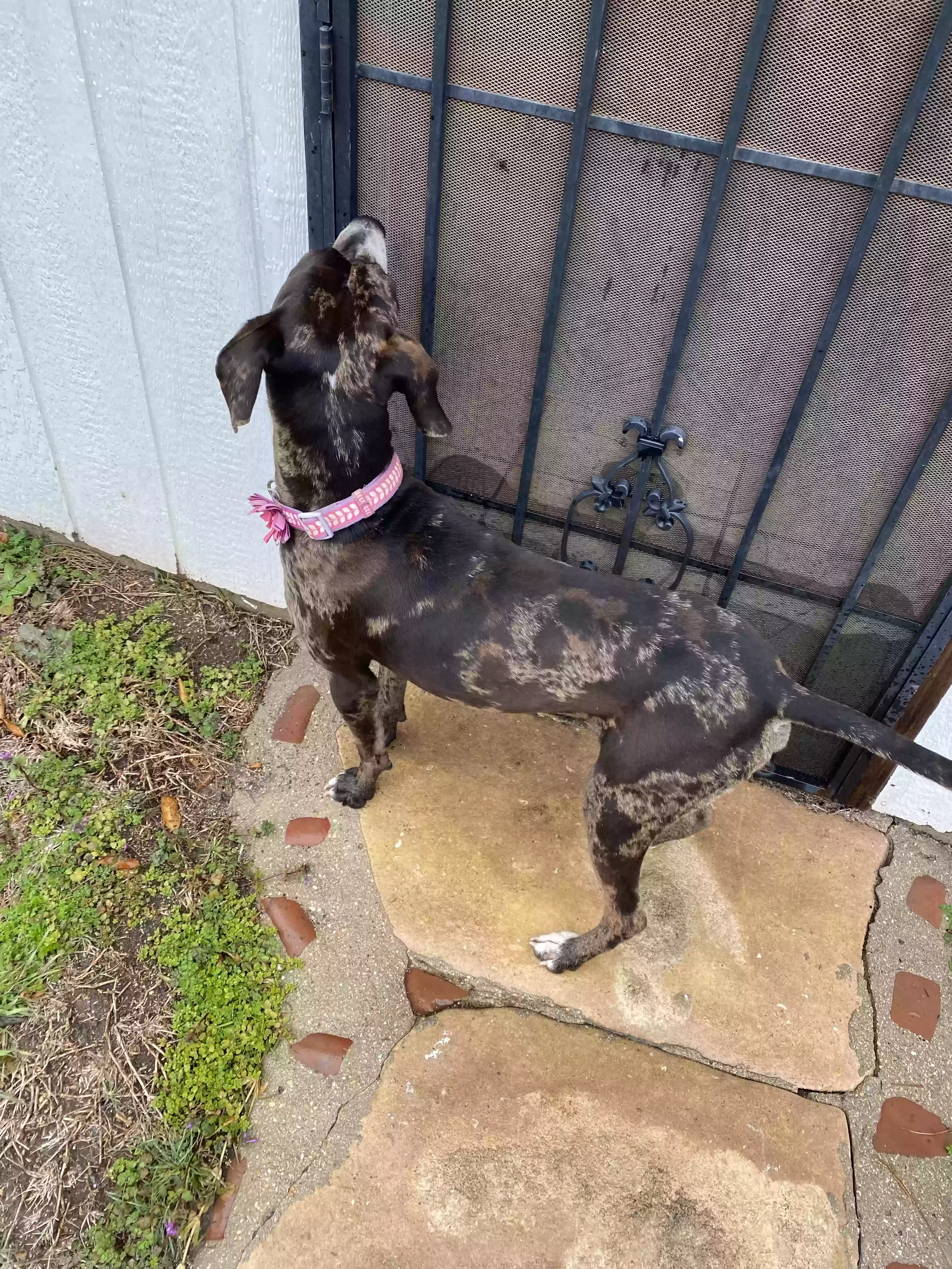 adoptable Dog in Kempner,TX named Blu