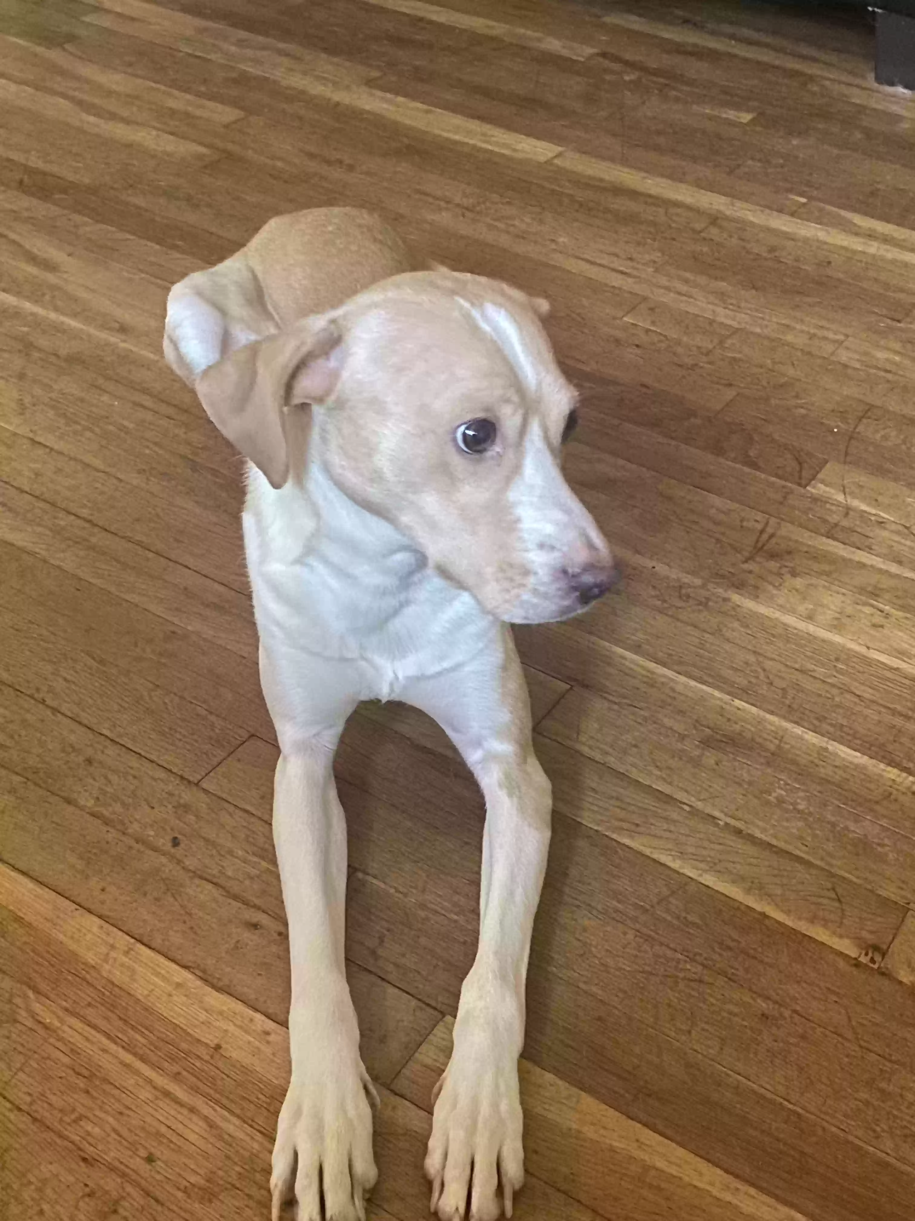 adoptable Dog in Saint Louis,MO named Draco