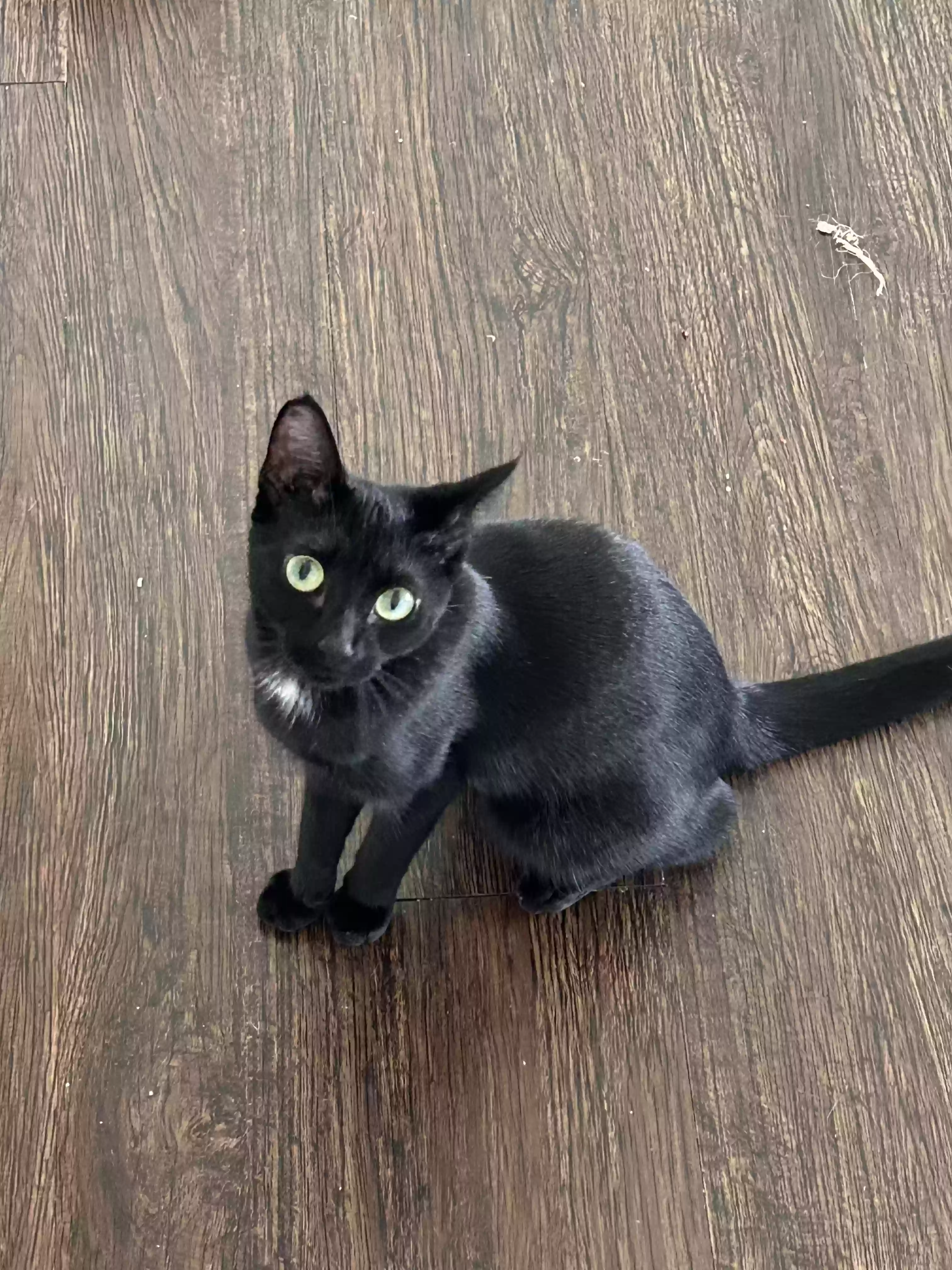 adoptable Cat in Jackson,MS named Akira