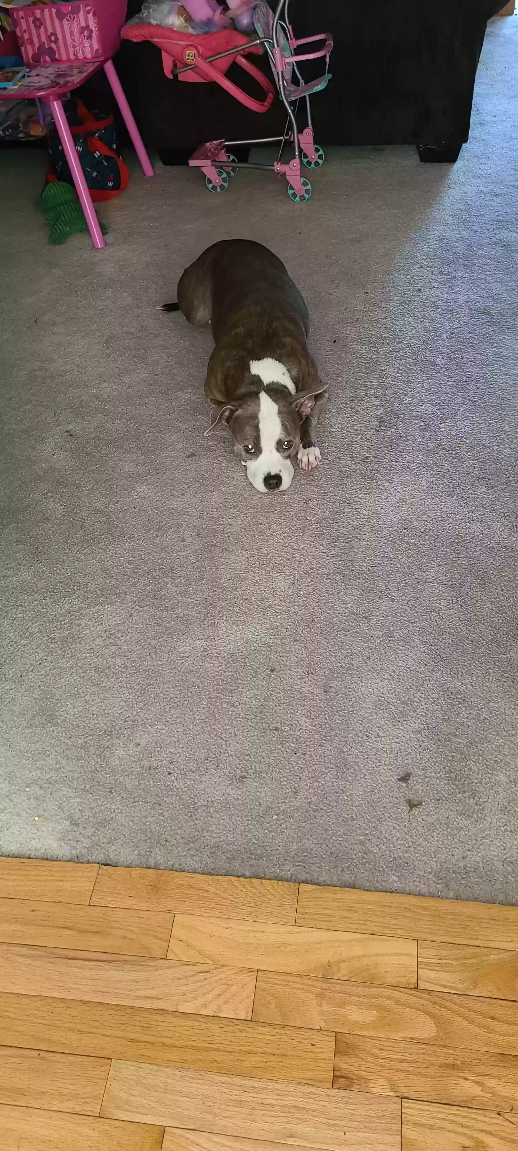 adoptable Dog in Manassas,VA named Little Momma