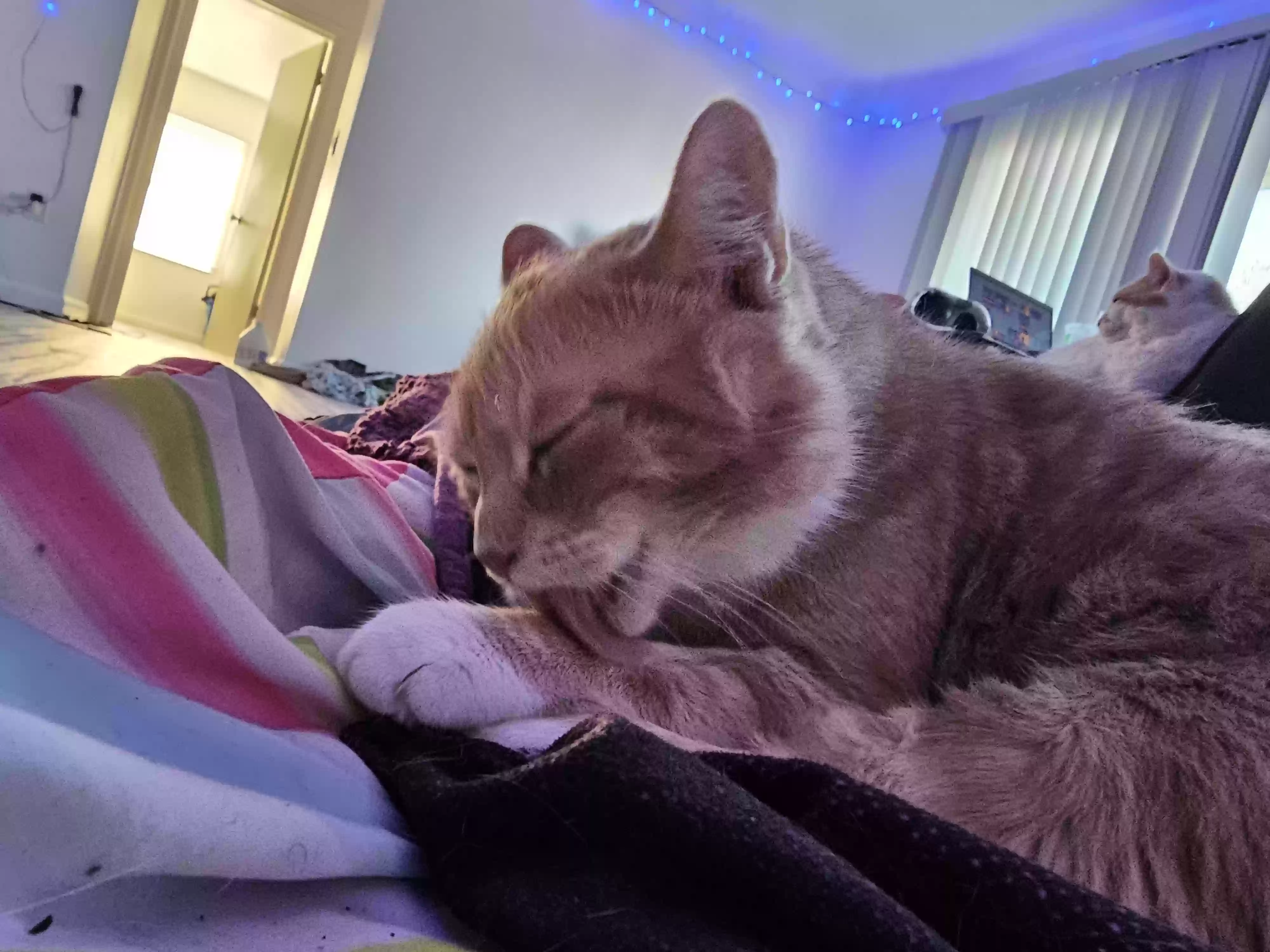 adoptable Cat in Syracuse,NY named Maxi