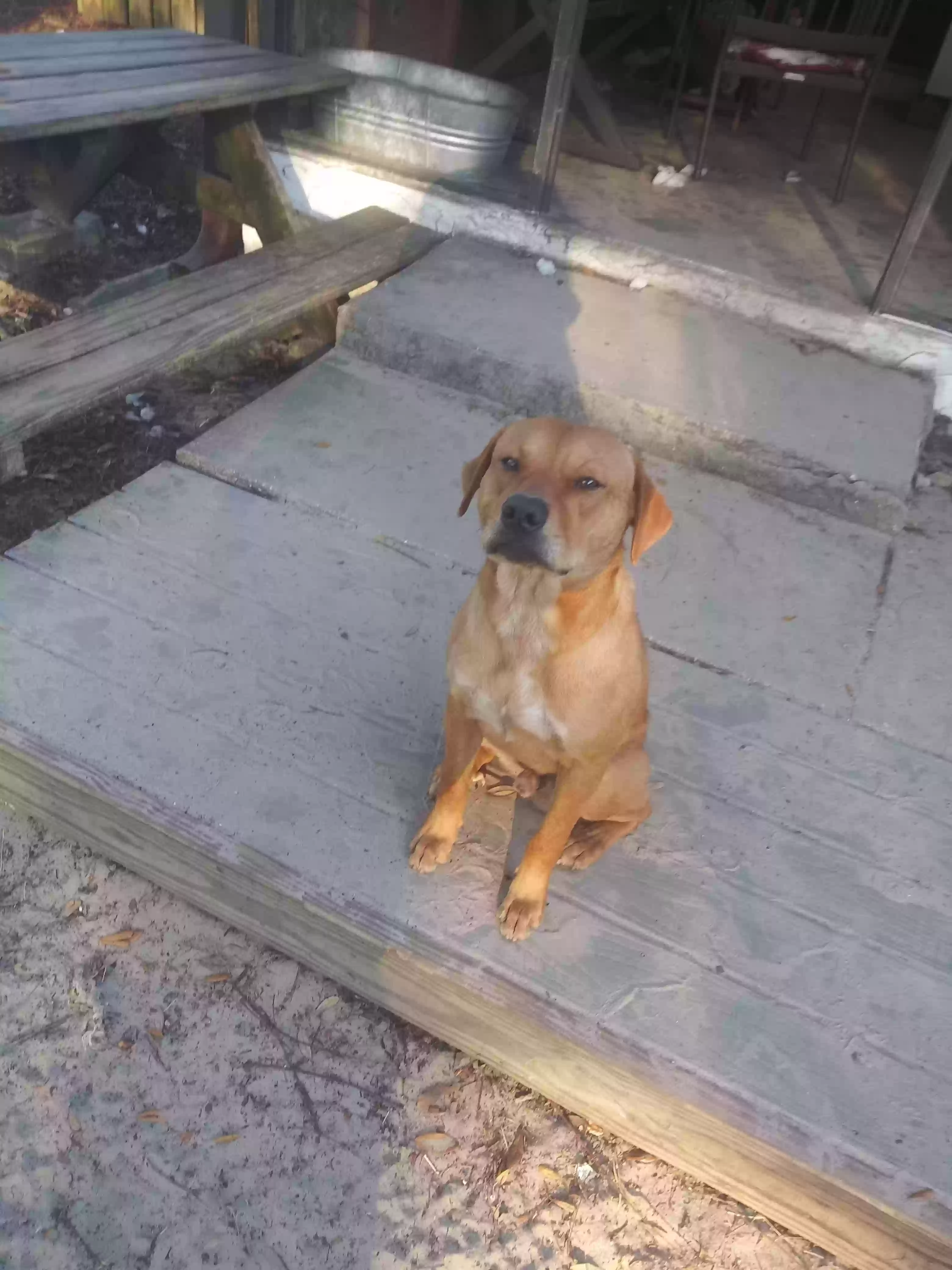 adoptable Dog in Spring Hill,FL named BooG