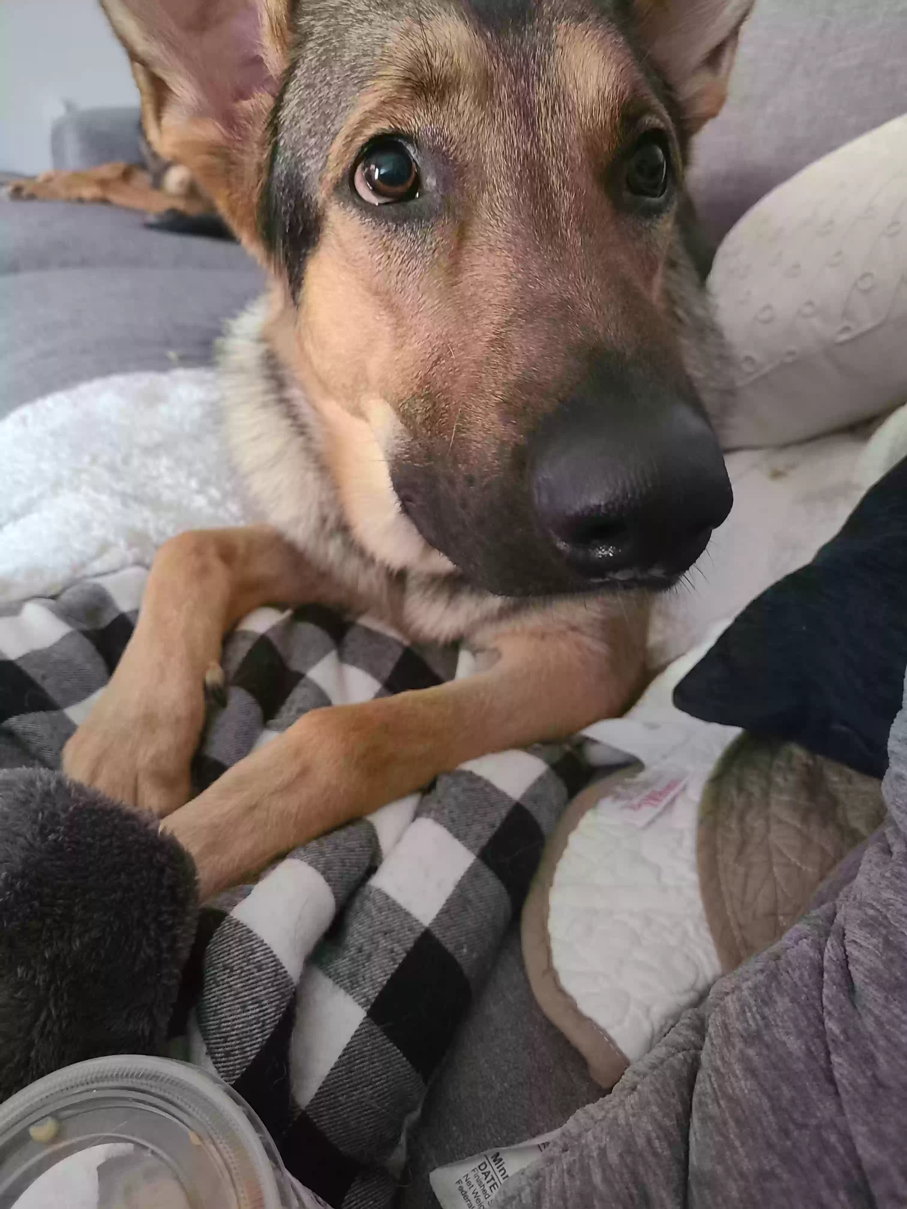 adoptable Dog in Grovetown,GA named Moose