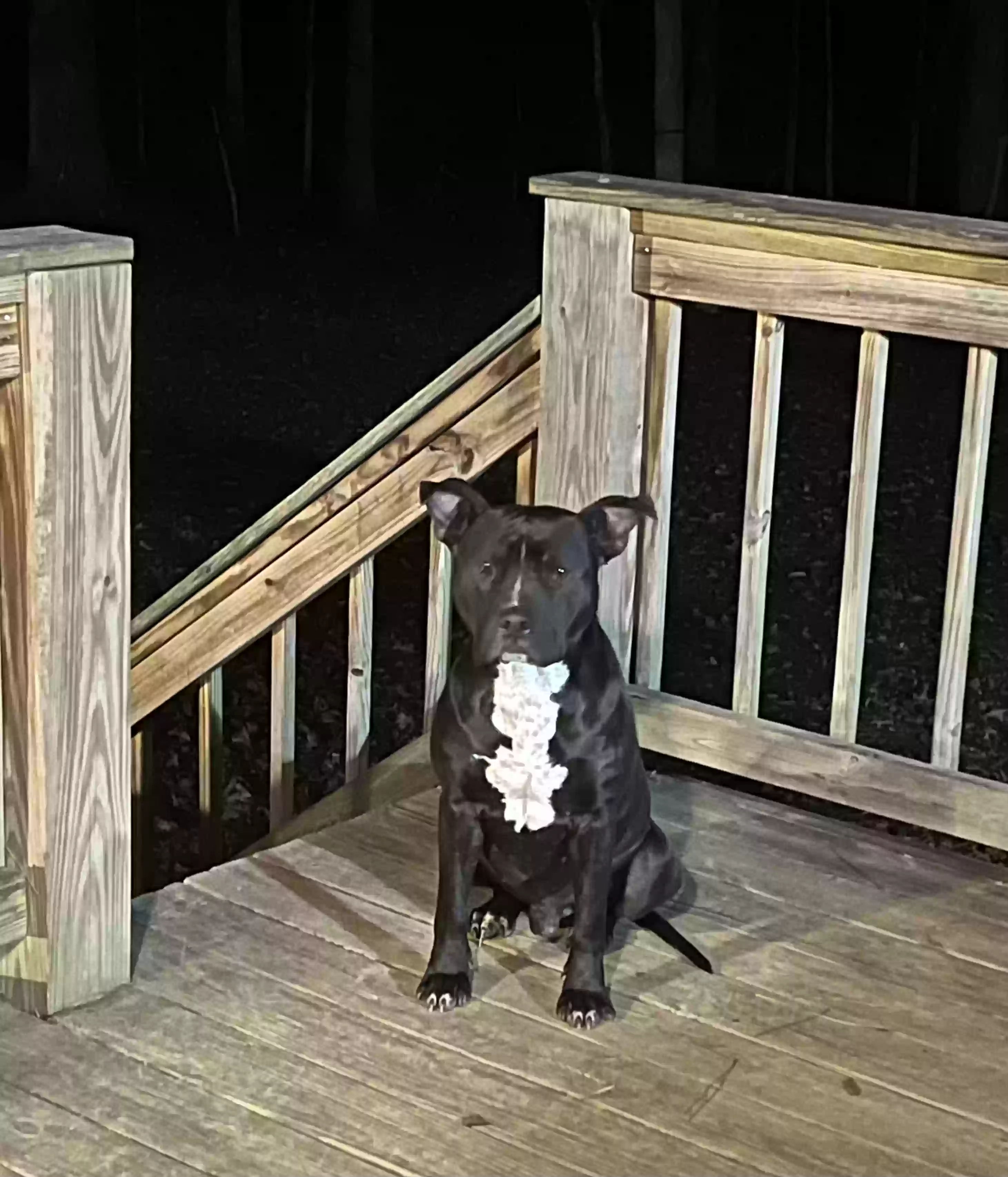 adoptable Dog in Gadsden,AL named He is a stray that showed up at my house