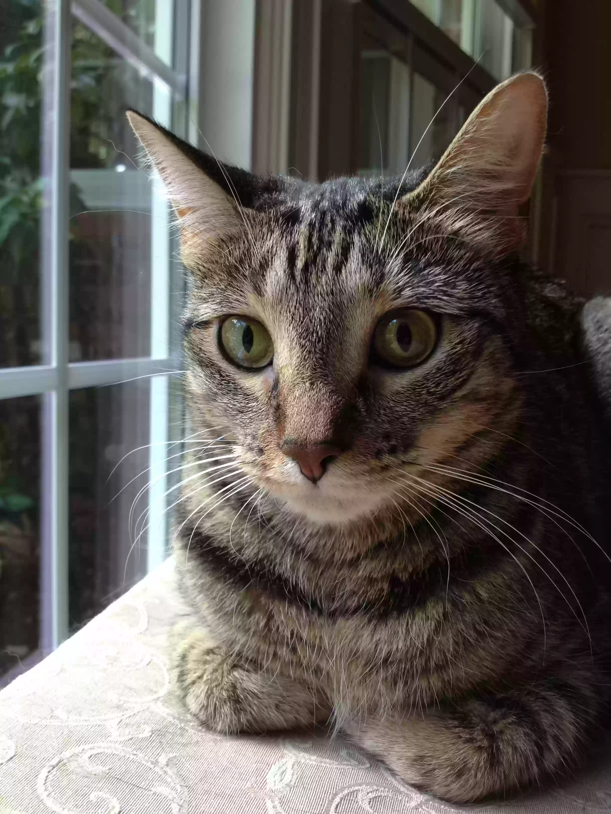 adoptable Cat in Atlanta,GA named Nutmeg