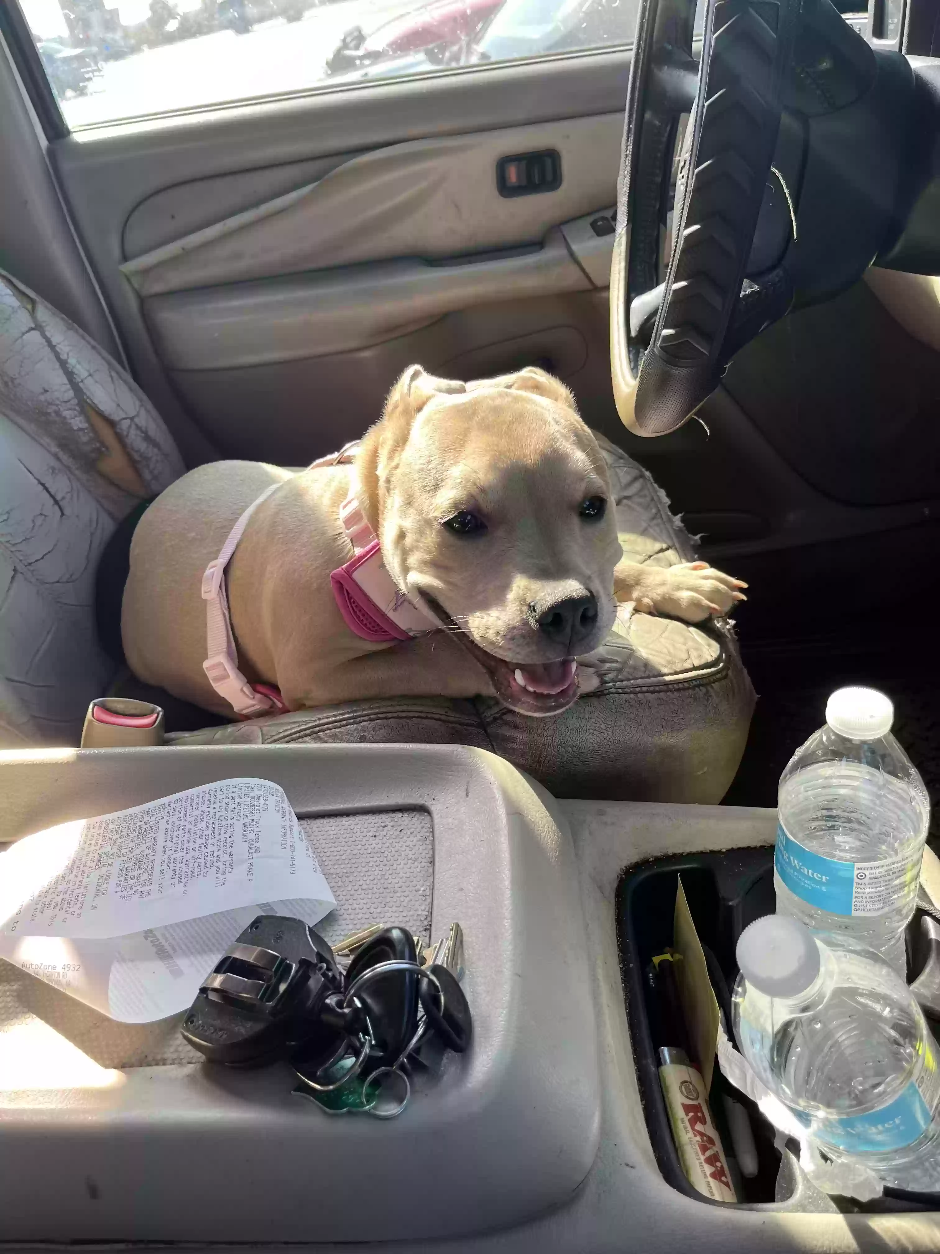 adoptable Dog in Atlanta,GA named Mocha