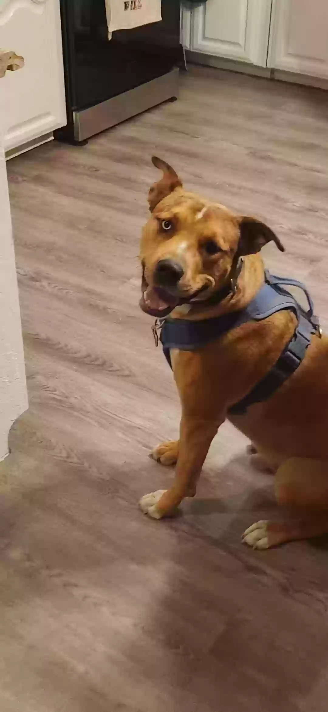 adoptable Dog in Granbury,TX named Zeus