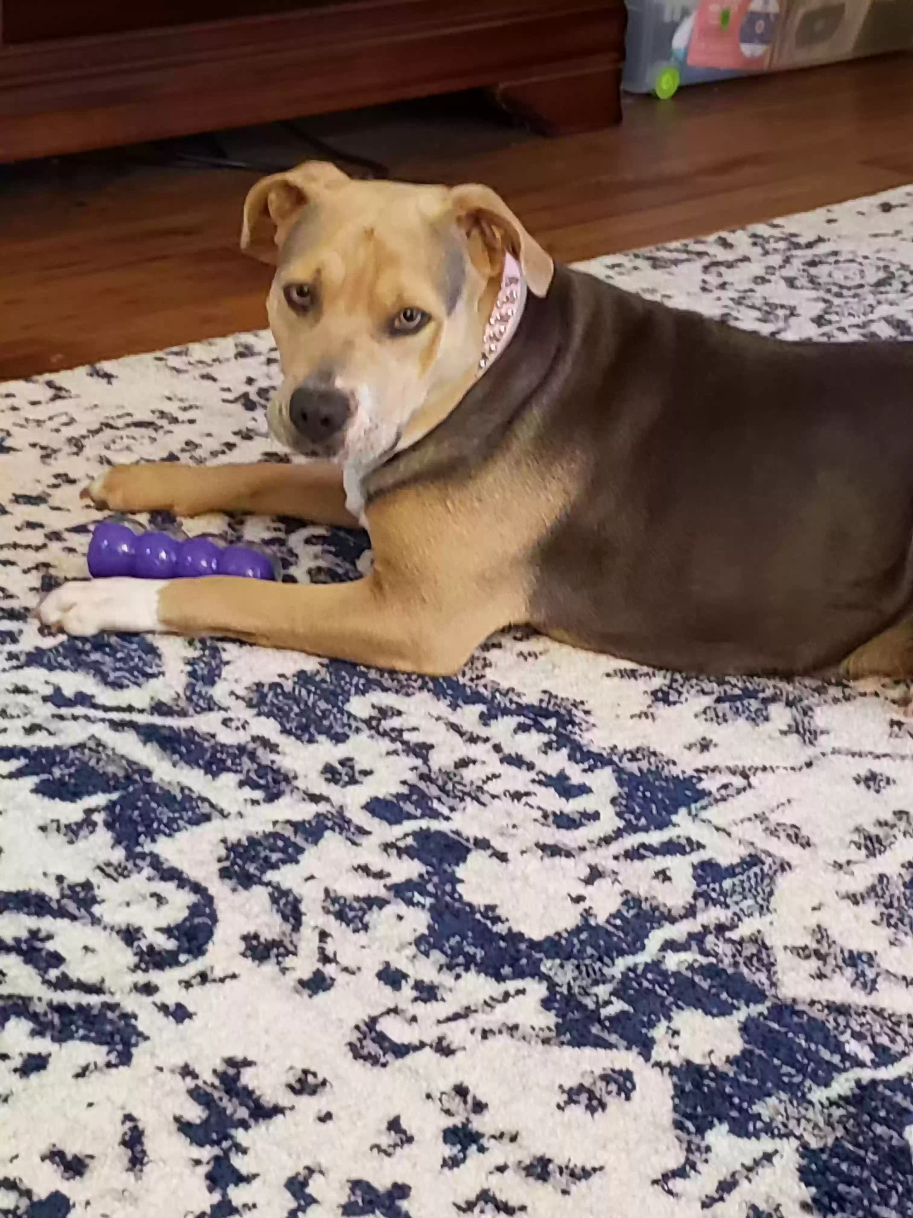 adoptable Dog in Arlington,TX named Miss Carole