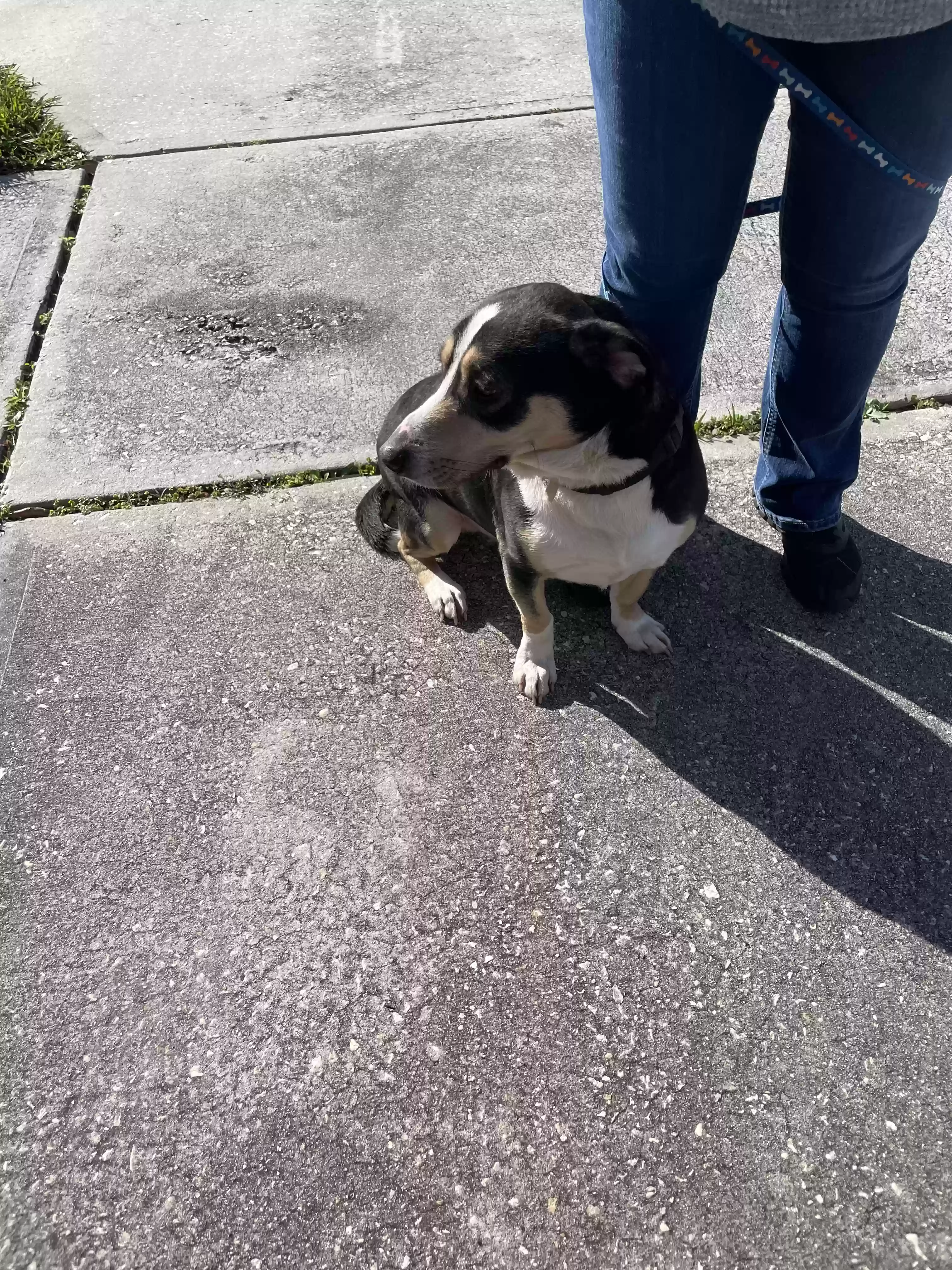 adoptable Dog in Saint Cloud,FL named Buddy