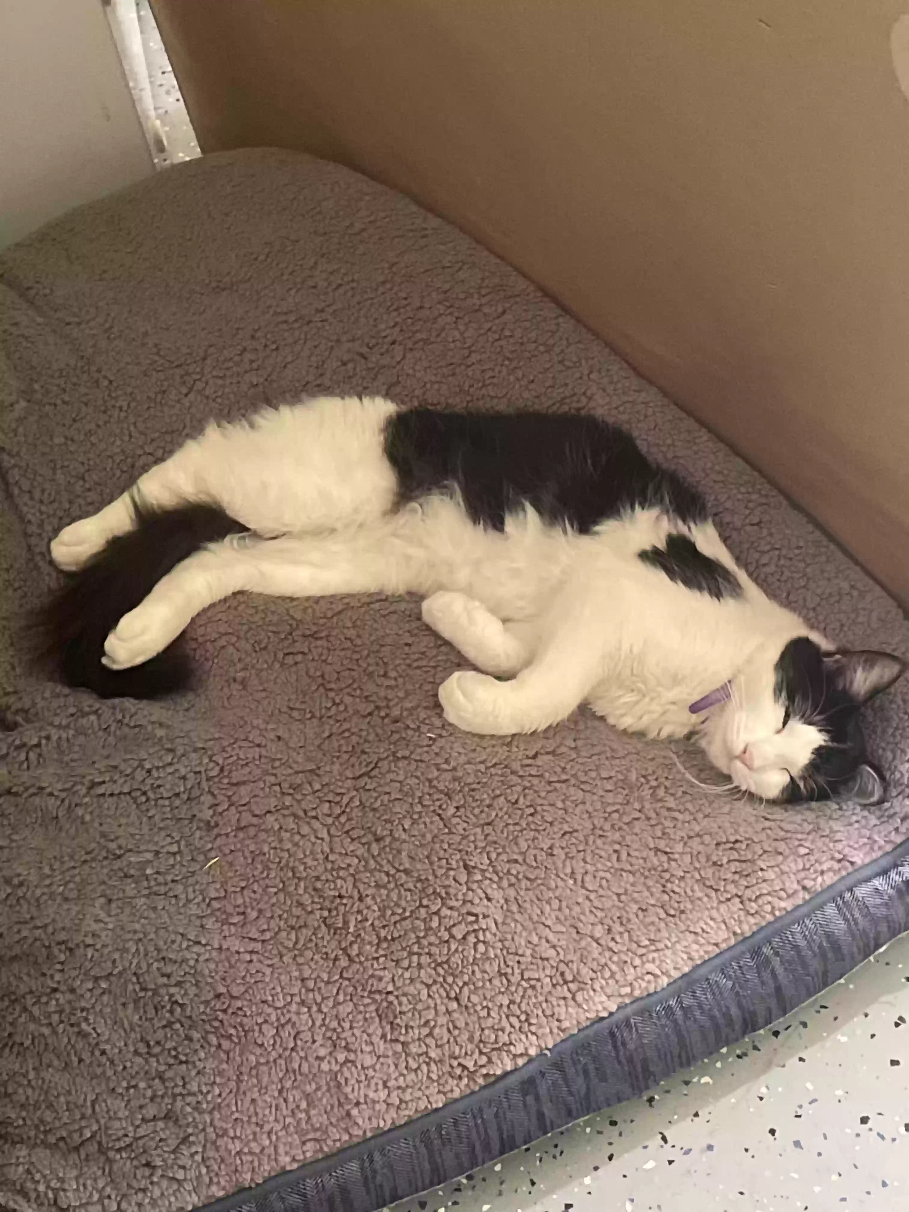 adoptable Cat in Cibolo,TX named Onyx