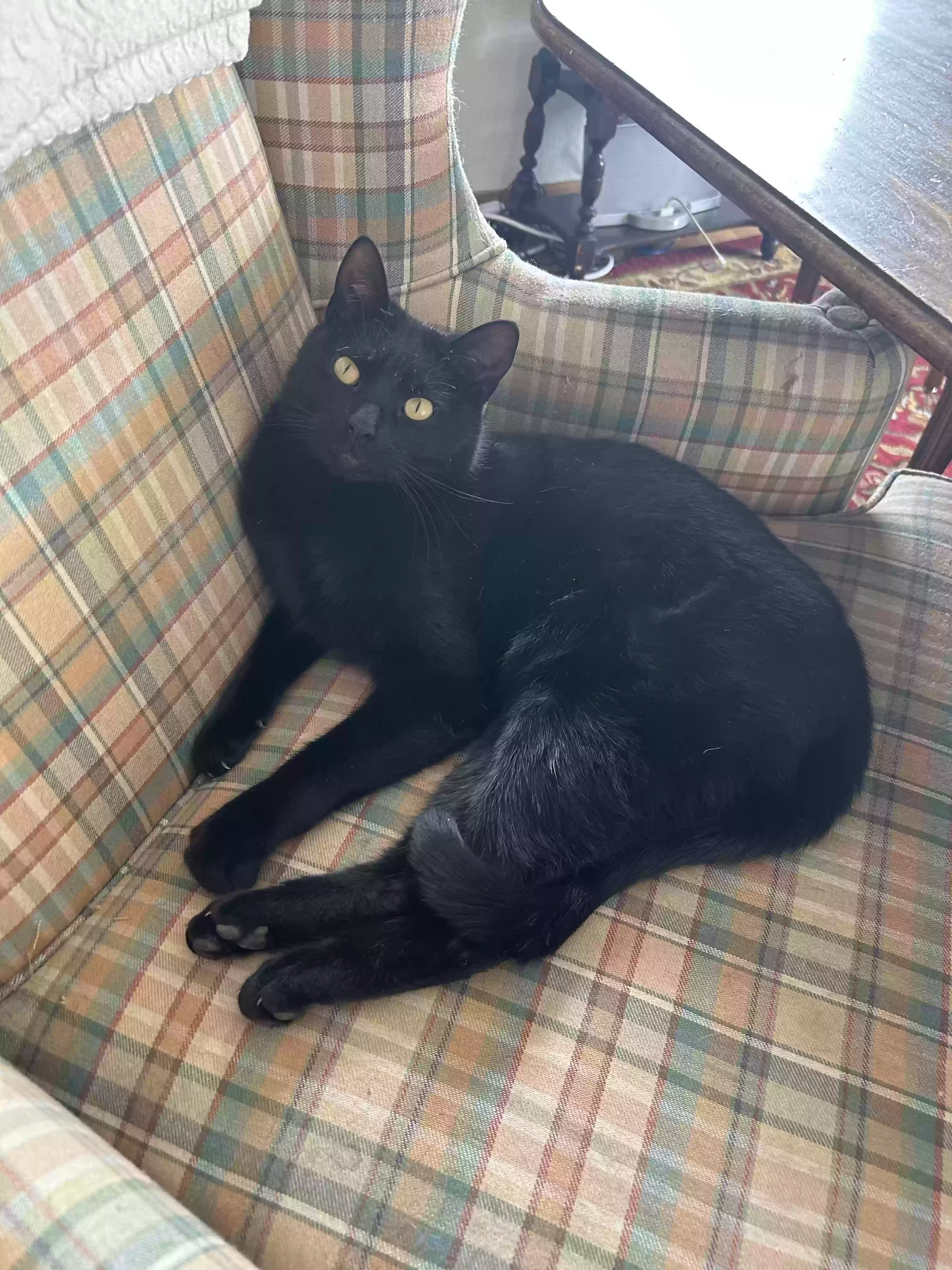 adoptable Cat in Elbert,CO named Black- Smokey.   Tabby- squeak.