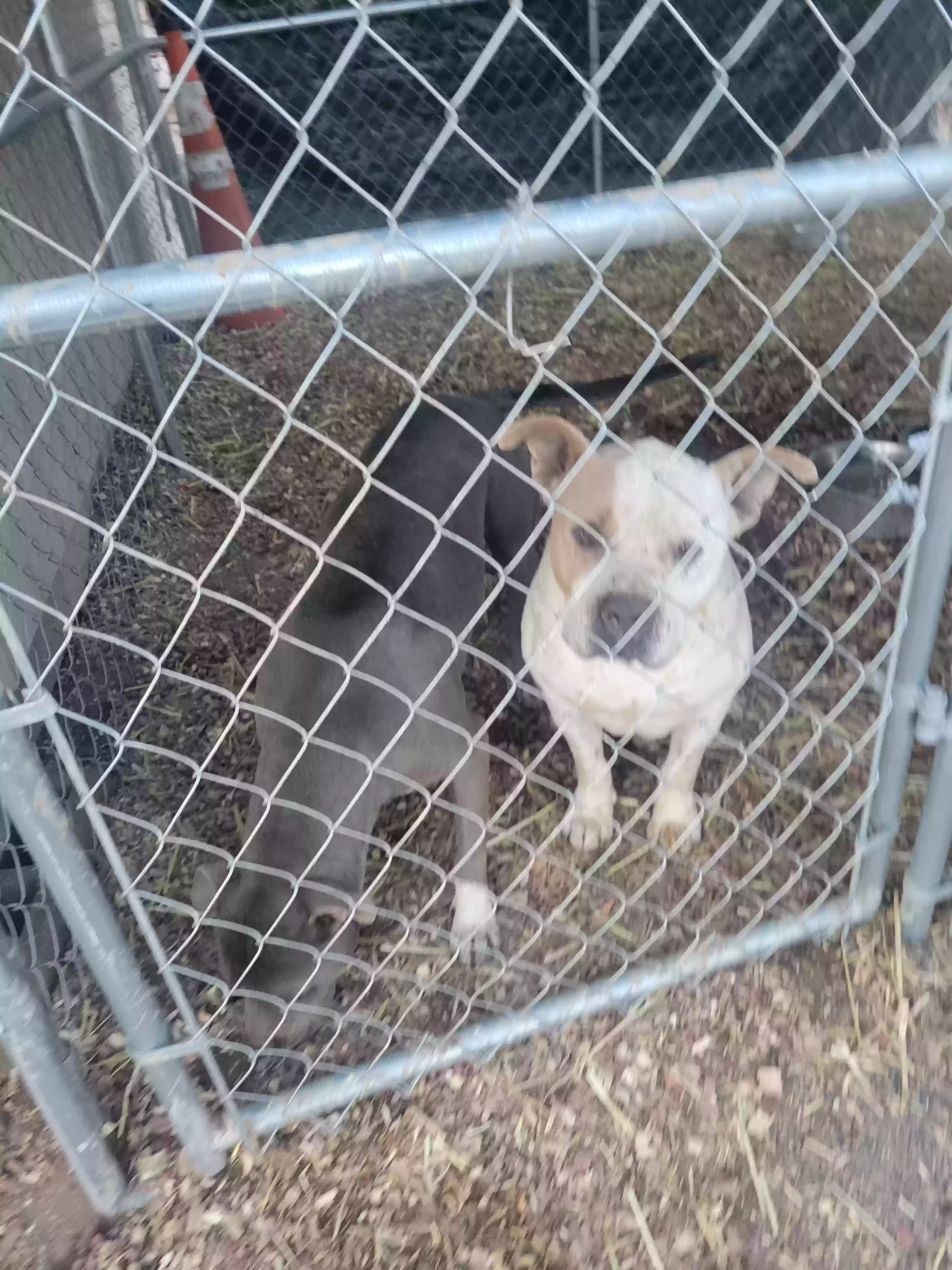 adoptable Dog in Thatcher,AZ named Logan