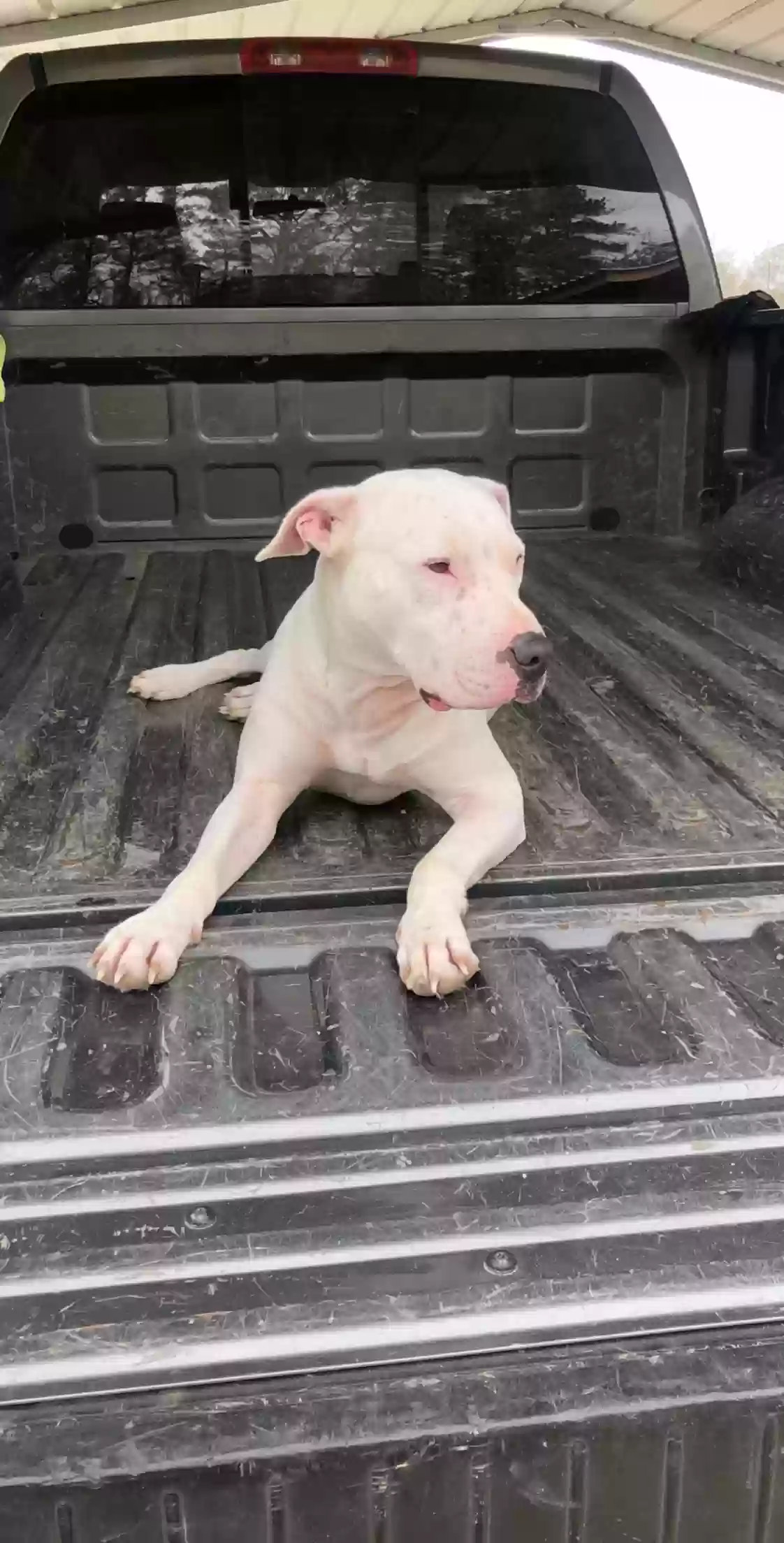 adoptable Dog in Lufkin,TX named Maverick