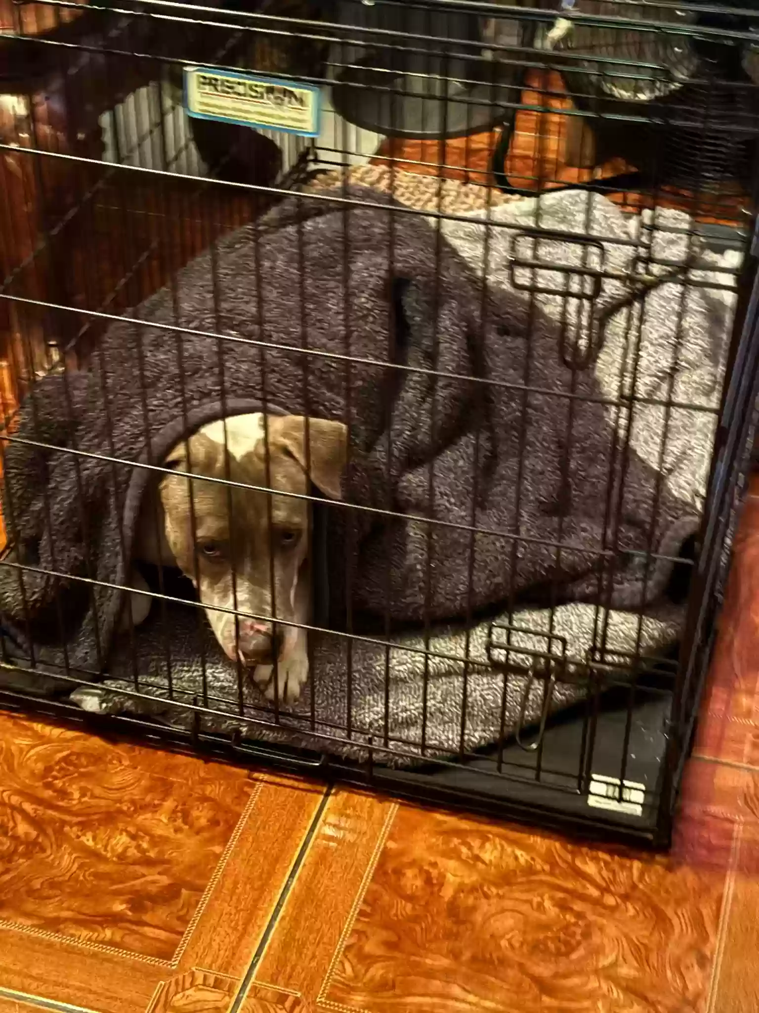 adoptable Dog in Houston,TX named Friday
