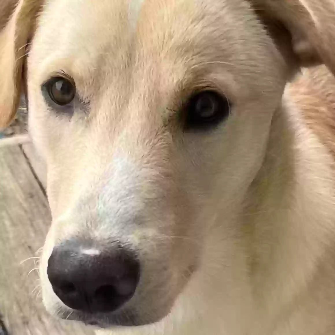adoptable Dog in Brandon,MS named Bailey