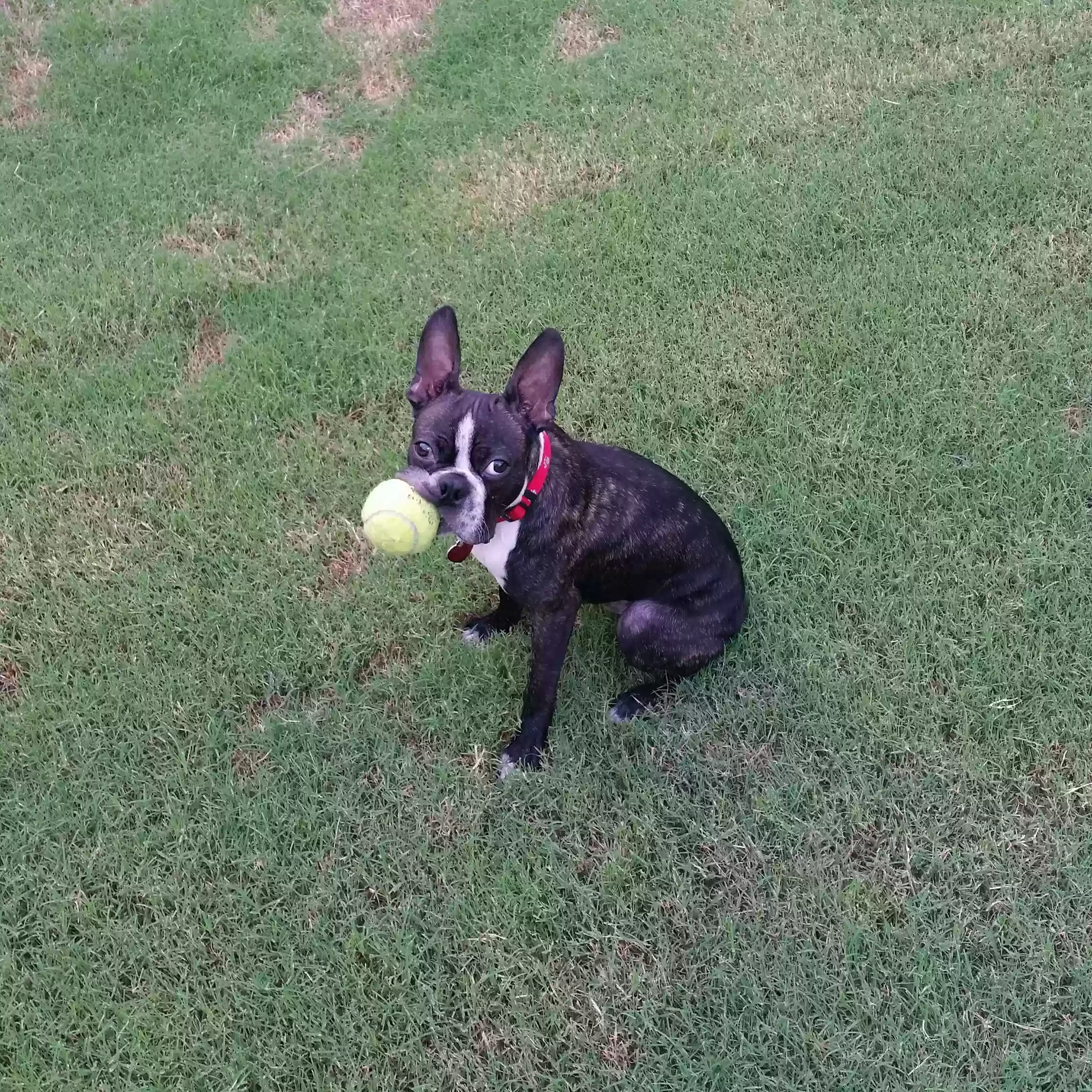 adoptable Dog in Douglasville,GA named Chino