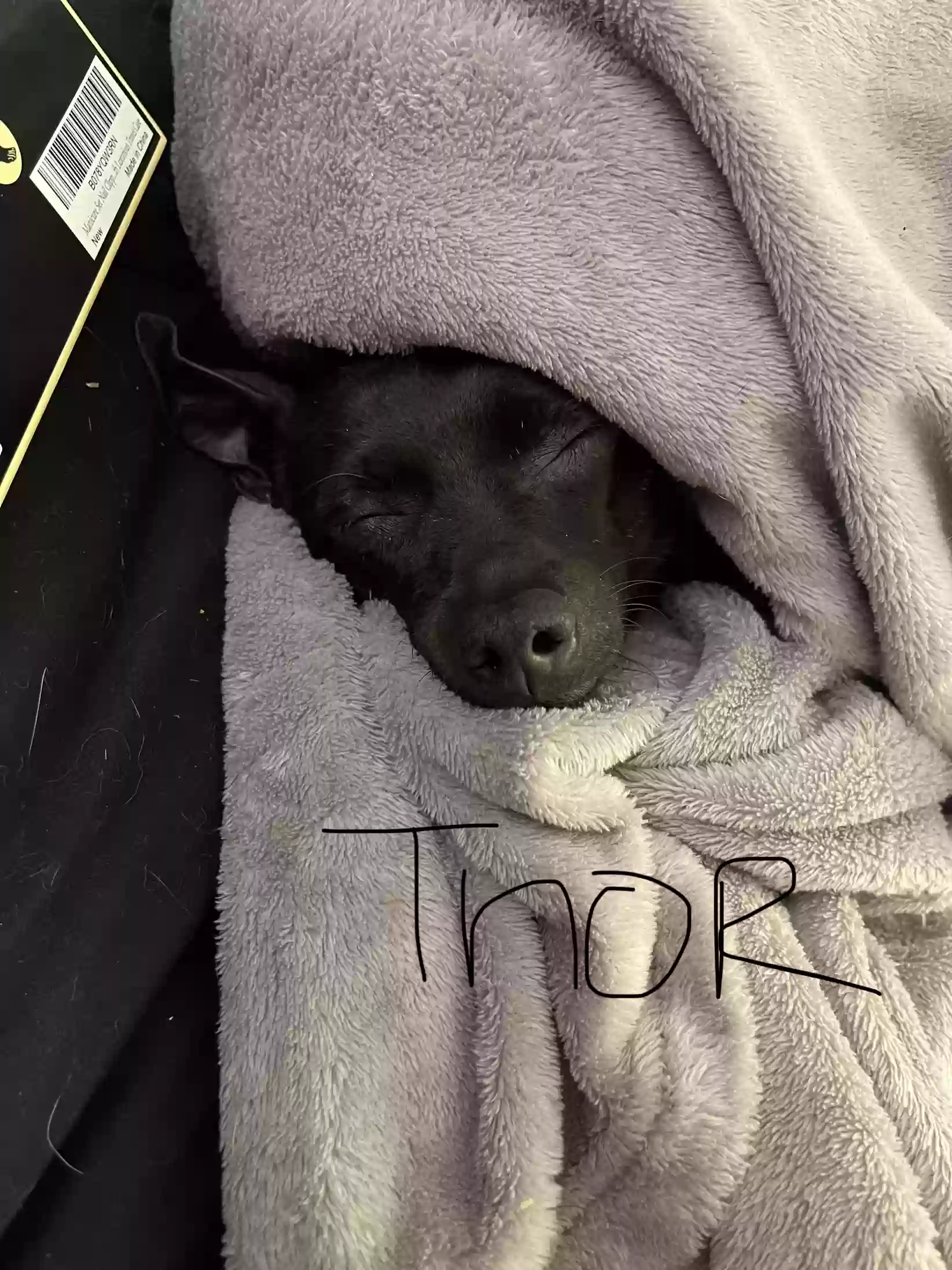 adoptable Dog in Buckeye,AZ named Thor
