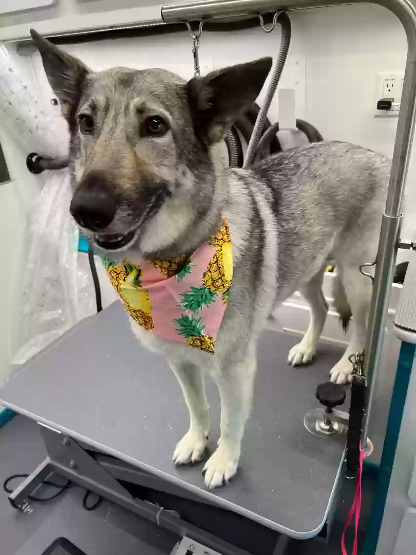 adoptable Dog in Frisco,TX named Luna