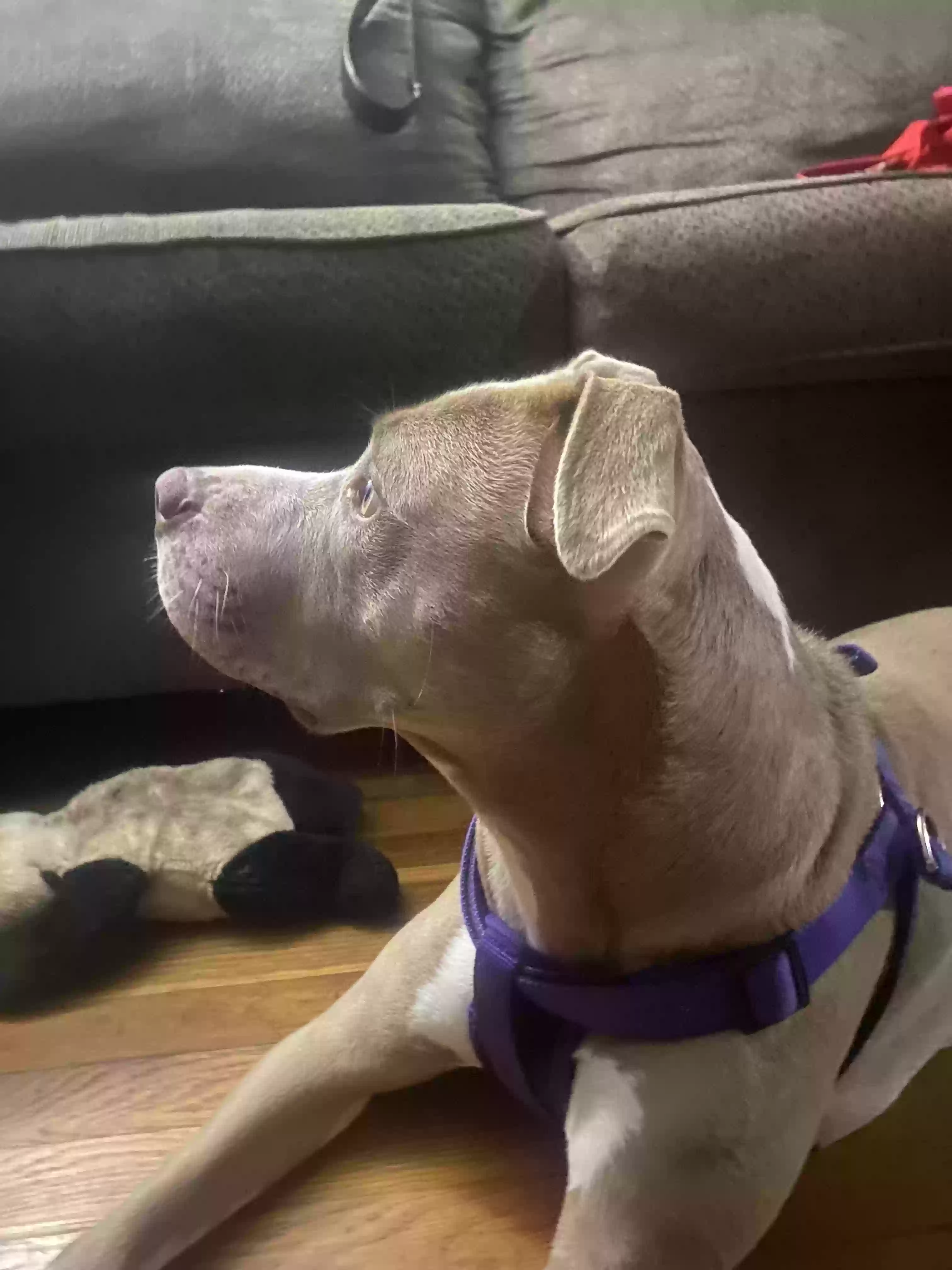 adoptable Dog in Jacksonville,FL named Shirley