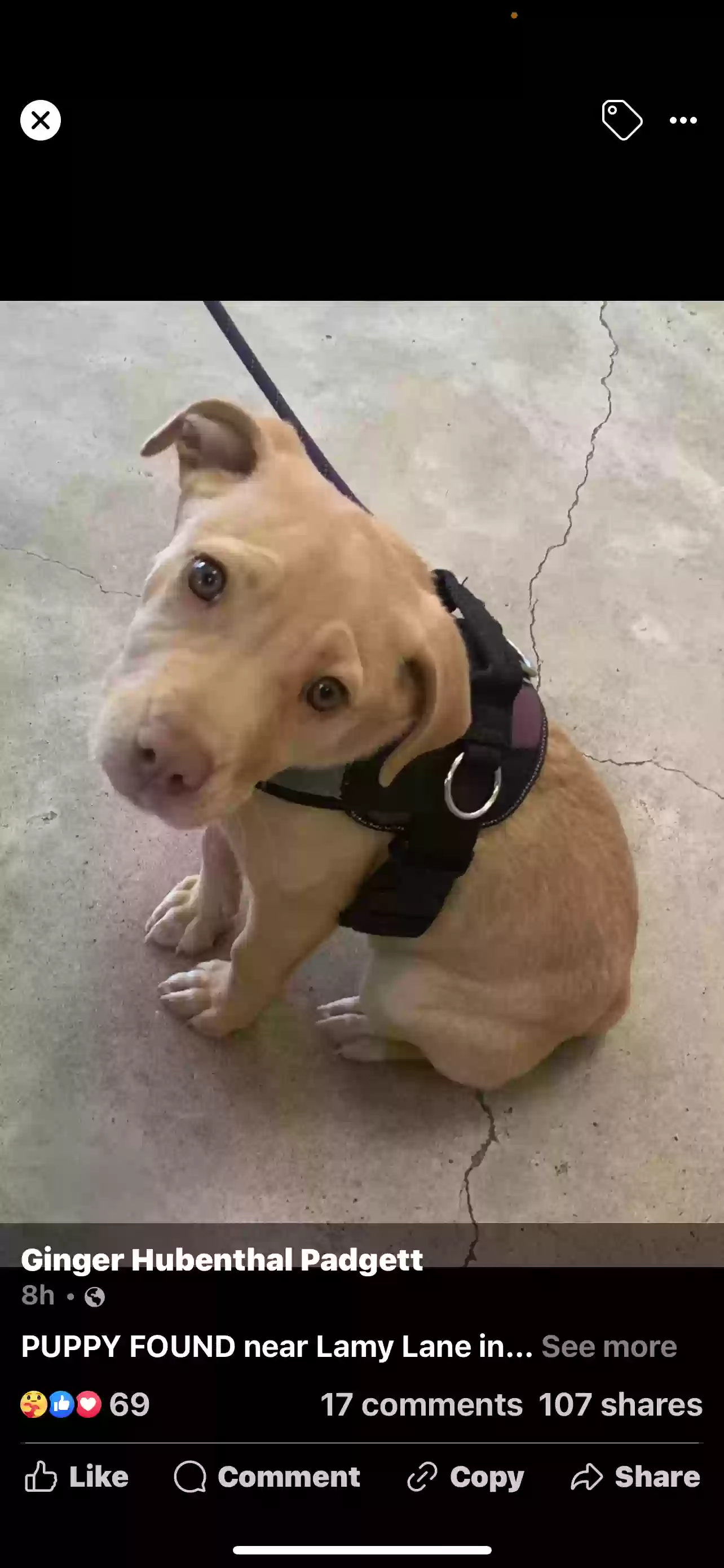 adoptable Dog in Monroe,LA named Buck