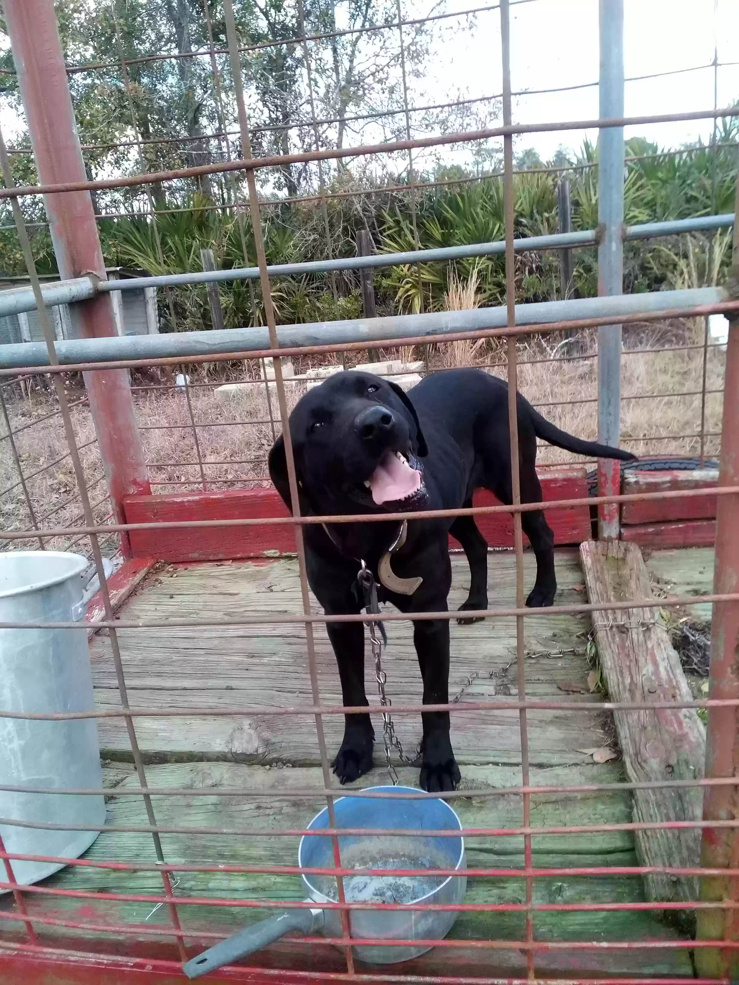 adoptable Dog in Hilliard,FL named Blackie