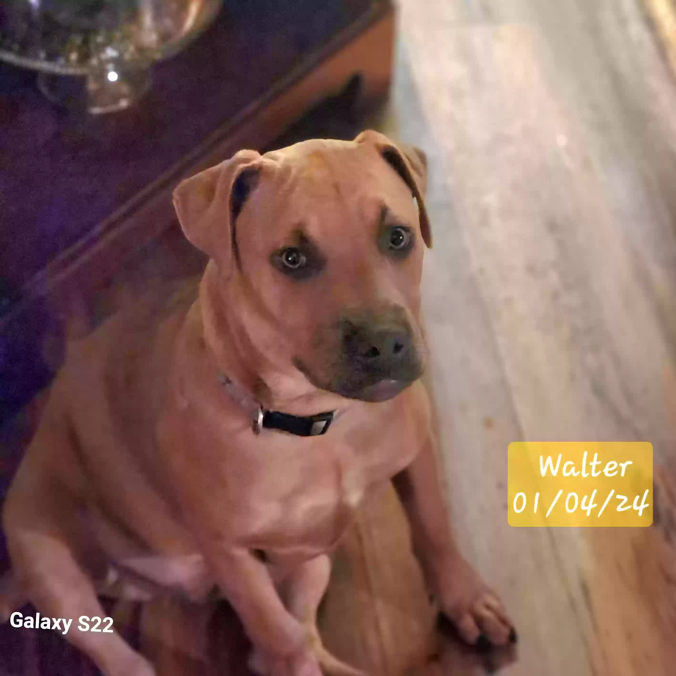adoptable Dog in Greeneville,TN named Walter