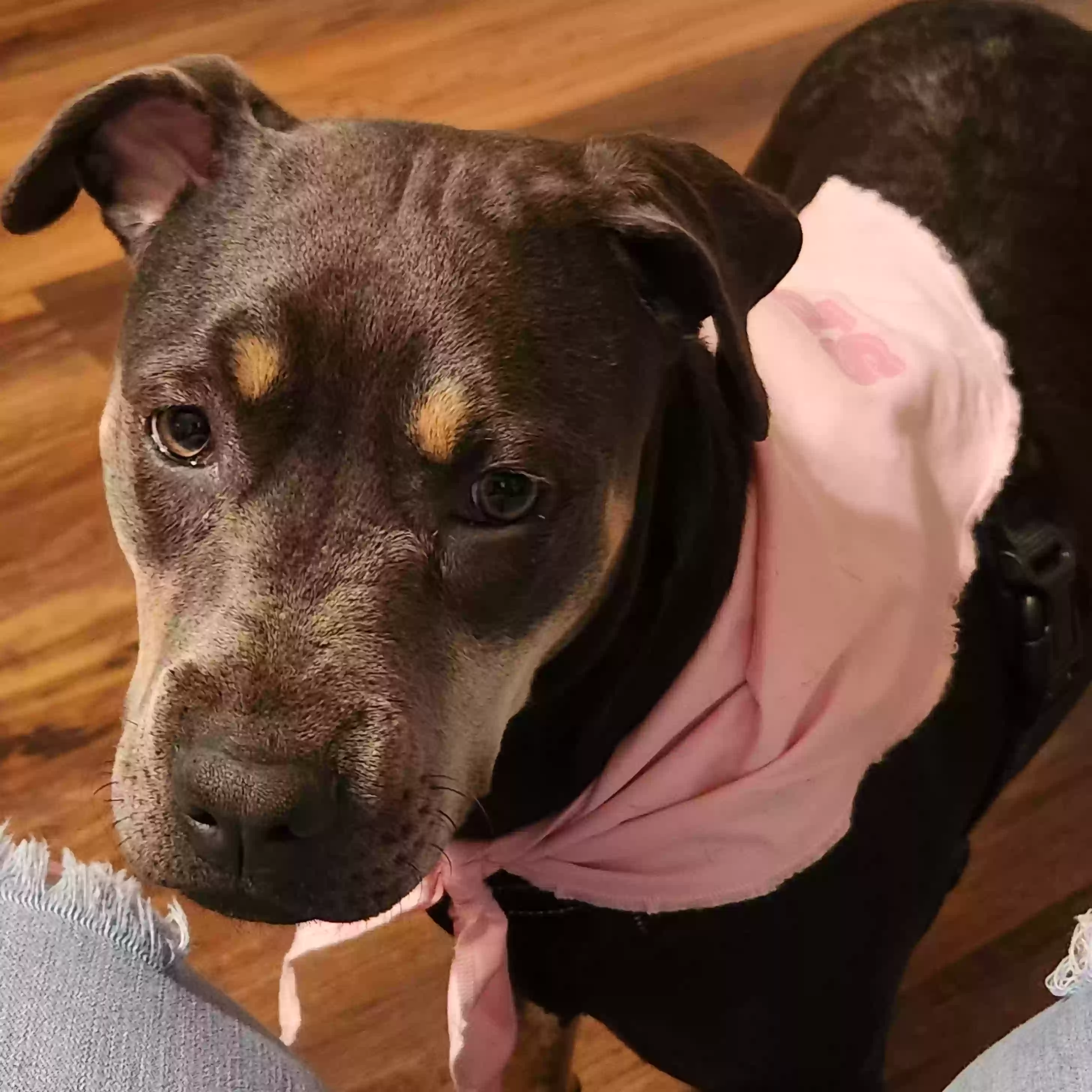 adoptable Dog in Greeneville,TN named Martha