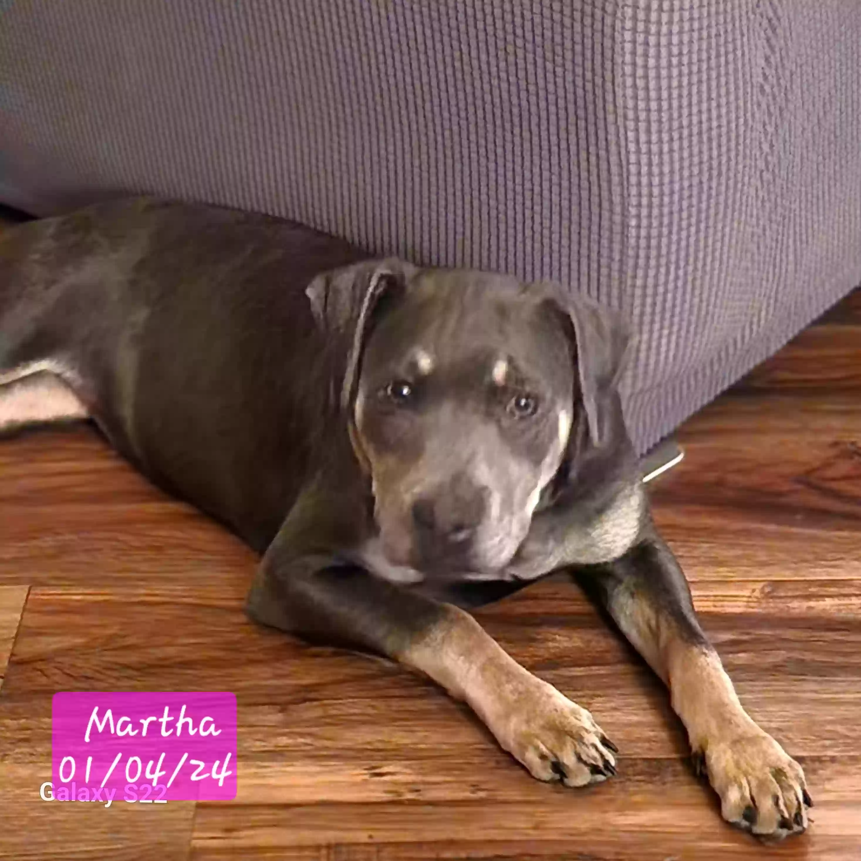 adoptable Dog in Greeneville,TN named Martha