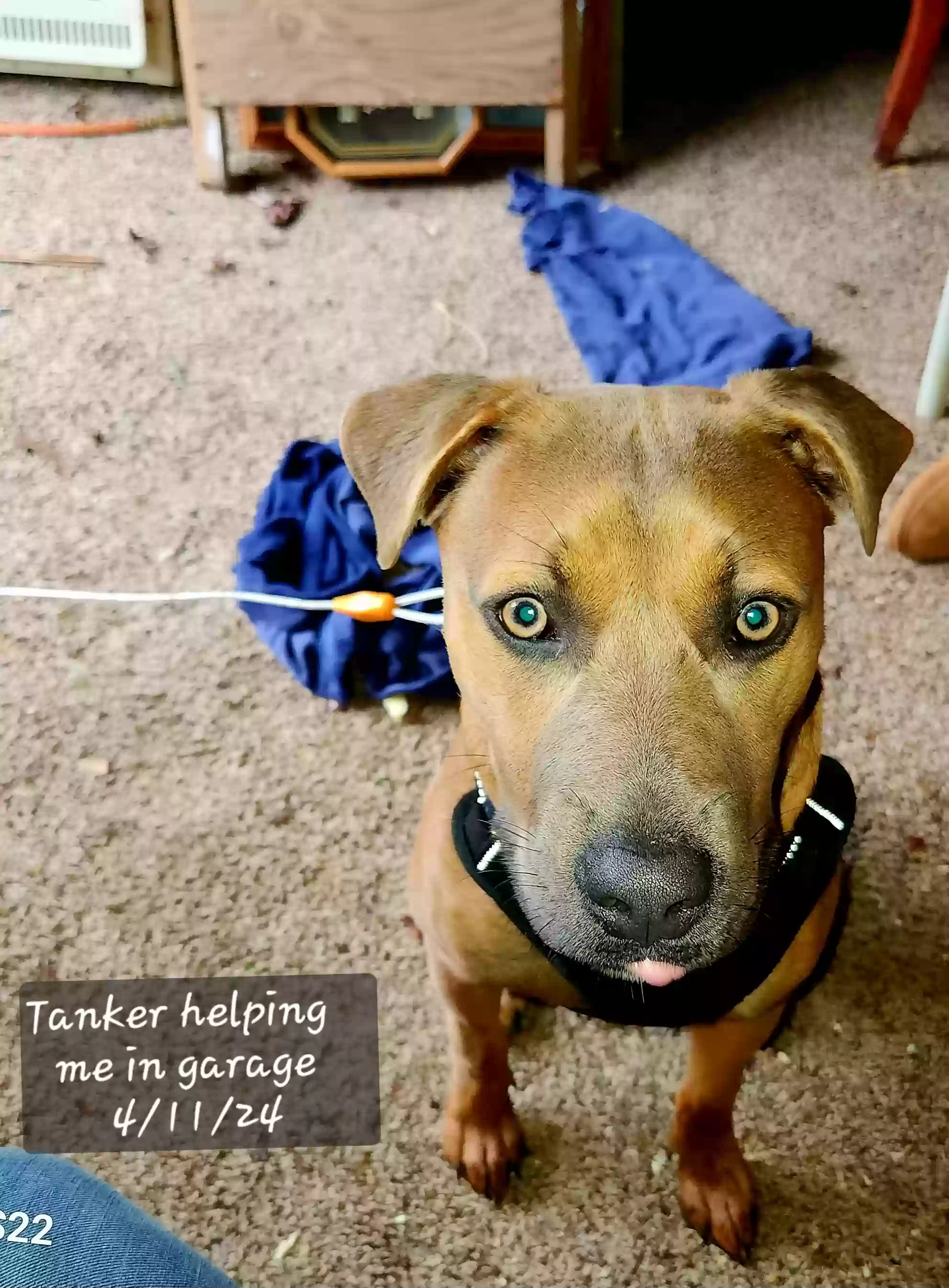 adoptable Dog in Greeneville,TN named Tank