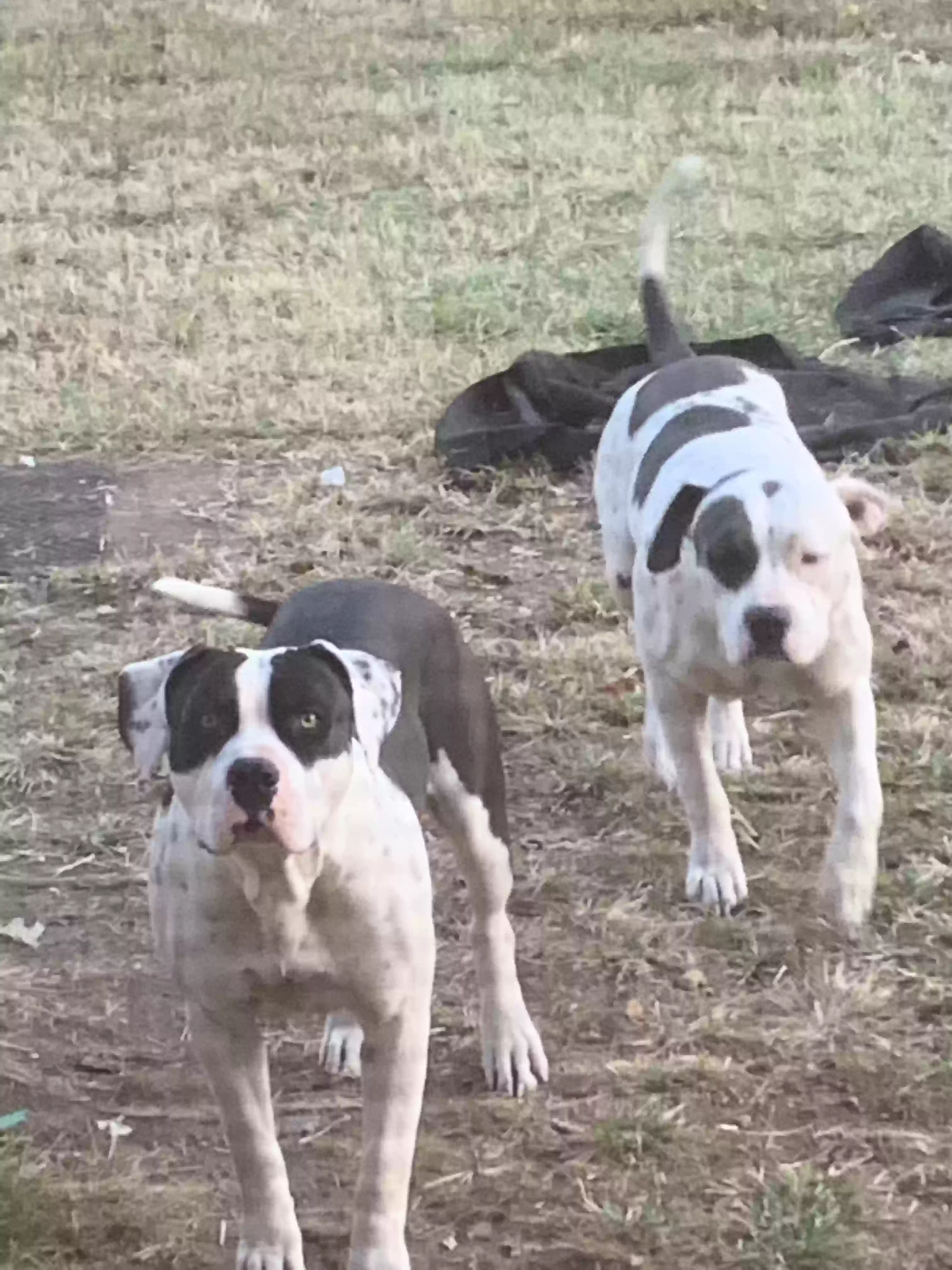 adoptable Dog in Jay,OK named Tank and jagger