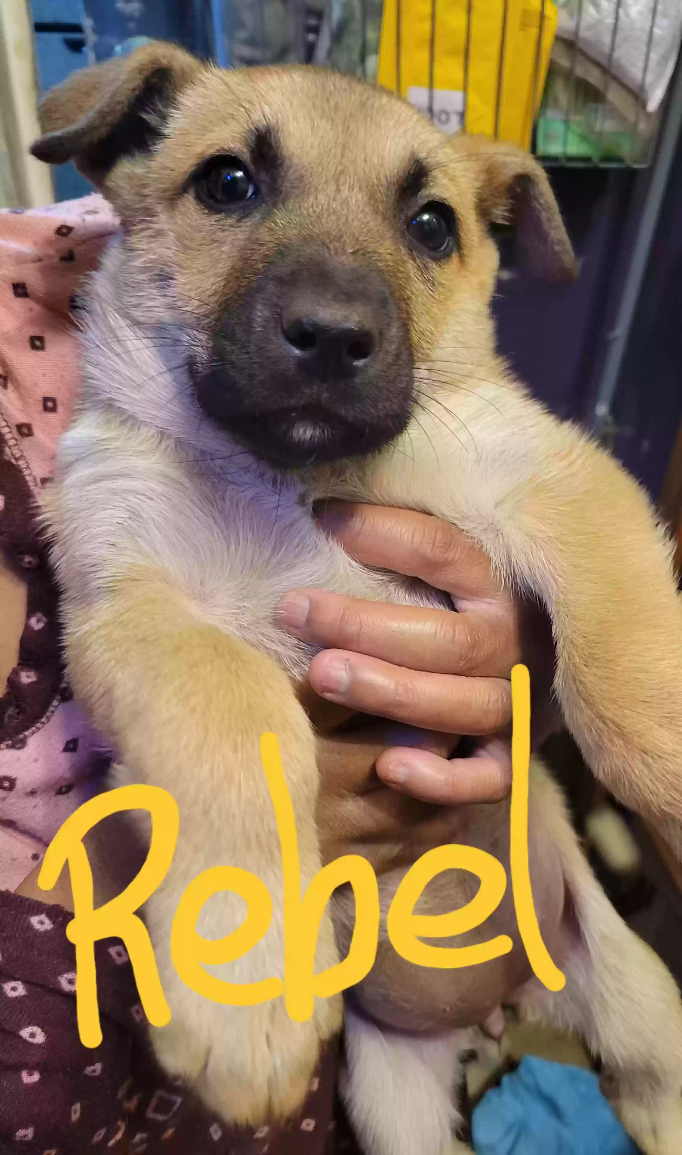 adoptable Dog in Wilson,NC named Rebel