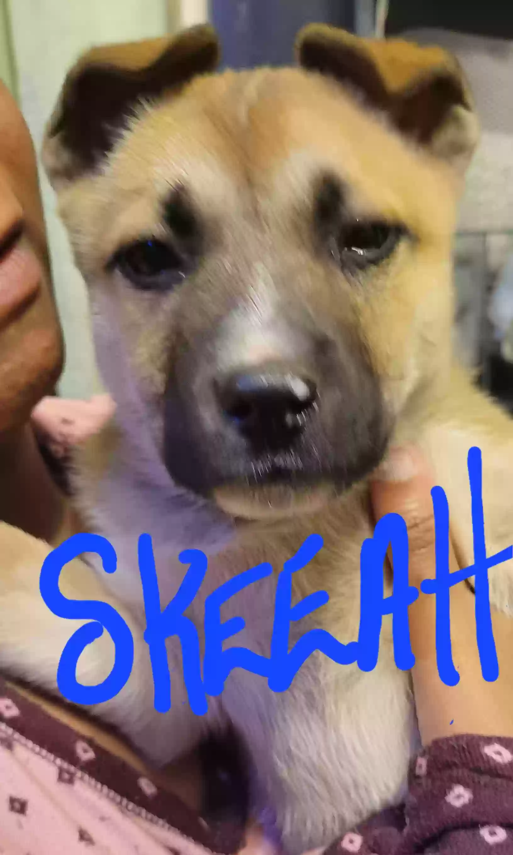 adoptable Dog in Wilson,NC named Skeeah