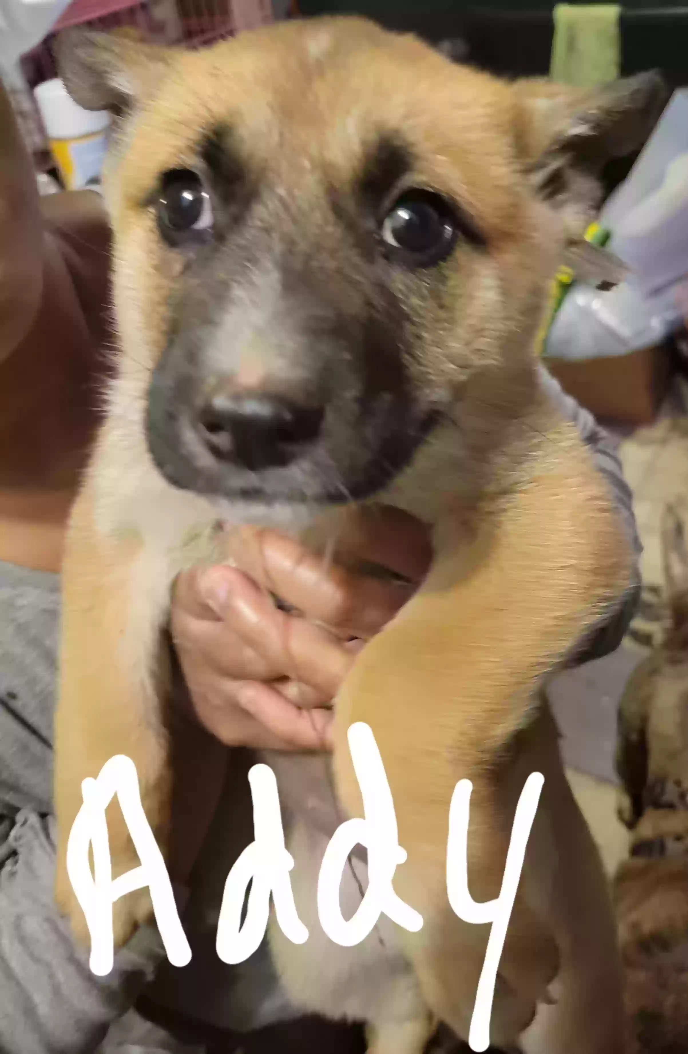 adoptable Dog in Wilson,NC named Addy