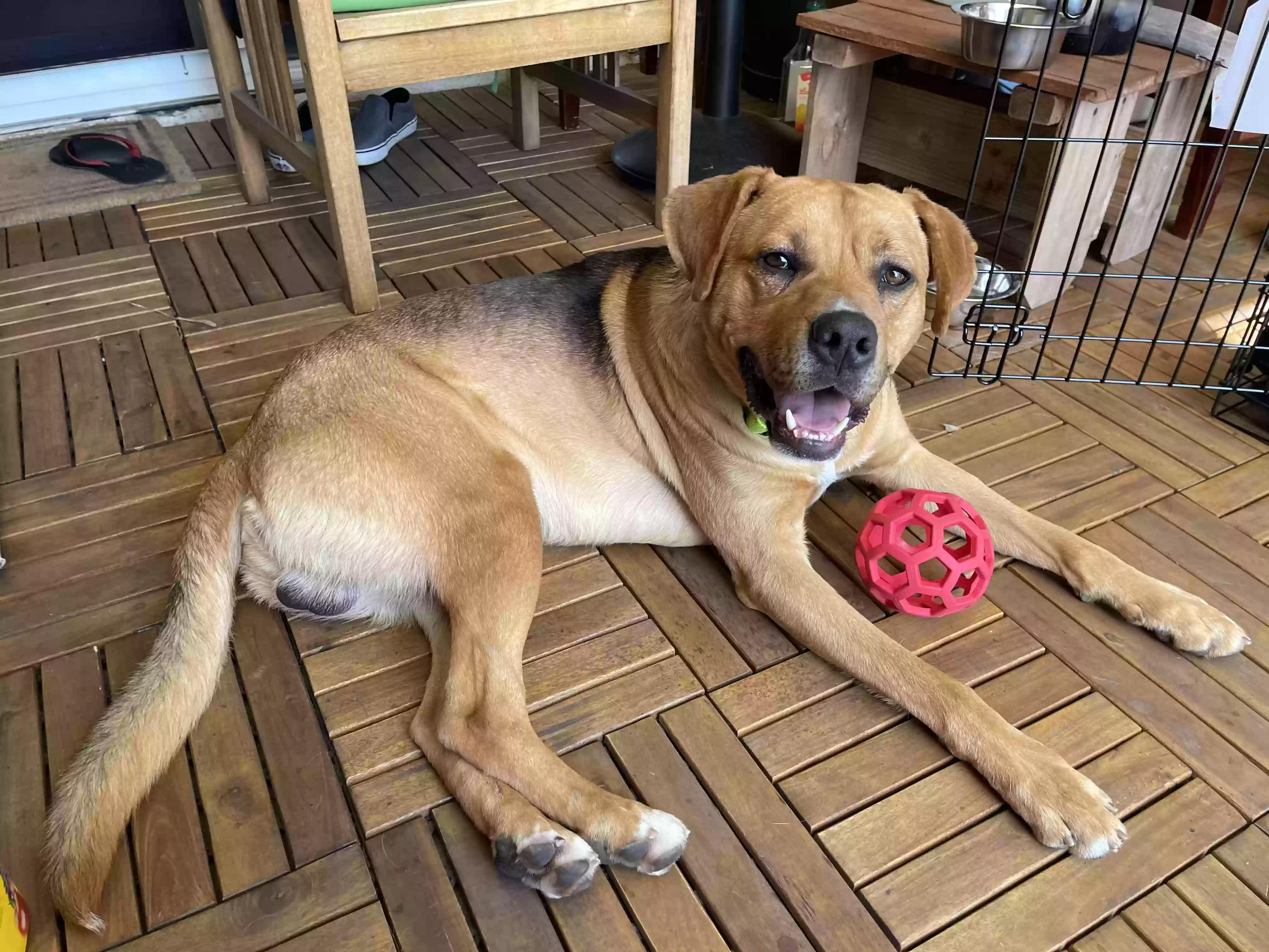 adoptable Dog in Lakewood,CA named Jax