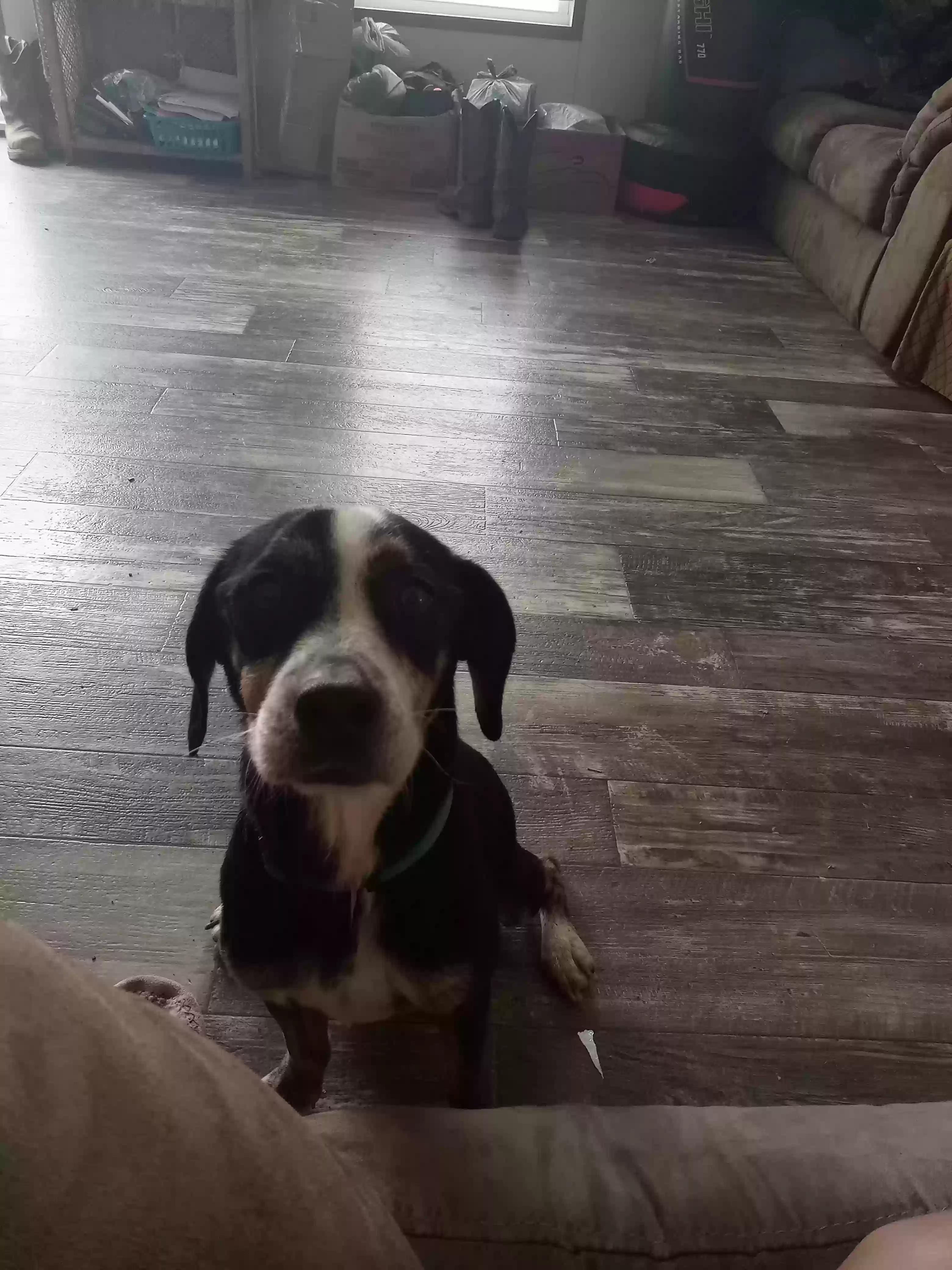 adoptable Dog in Scottsboro,AL named Banjo