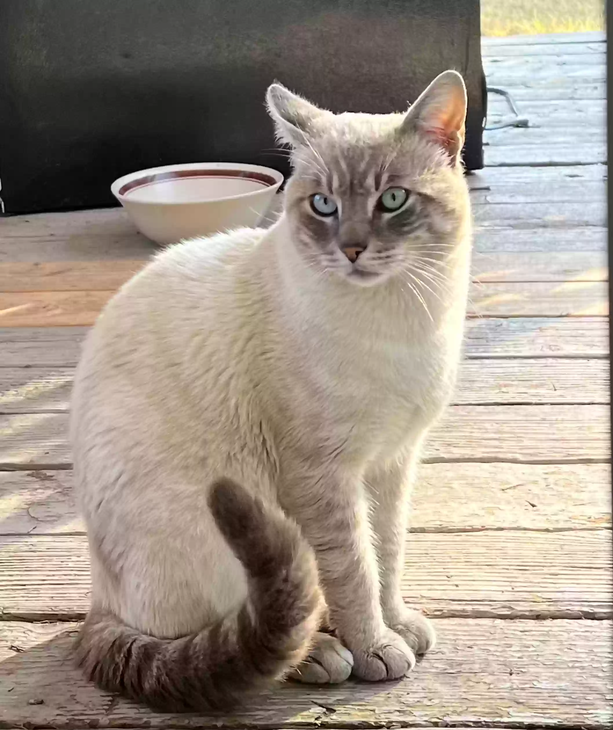 adoptable Cat in Stockton,CA named Blues eyes