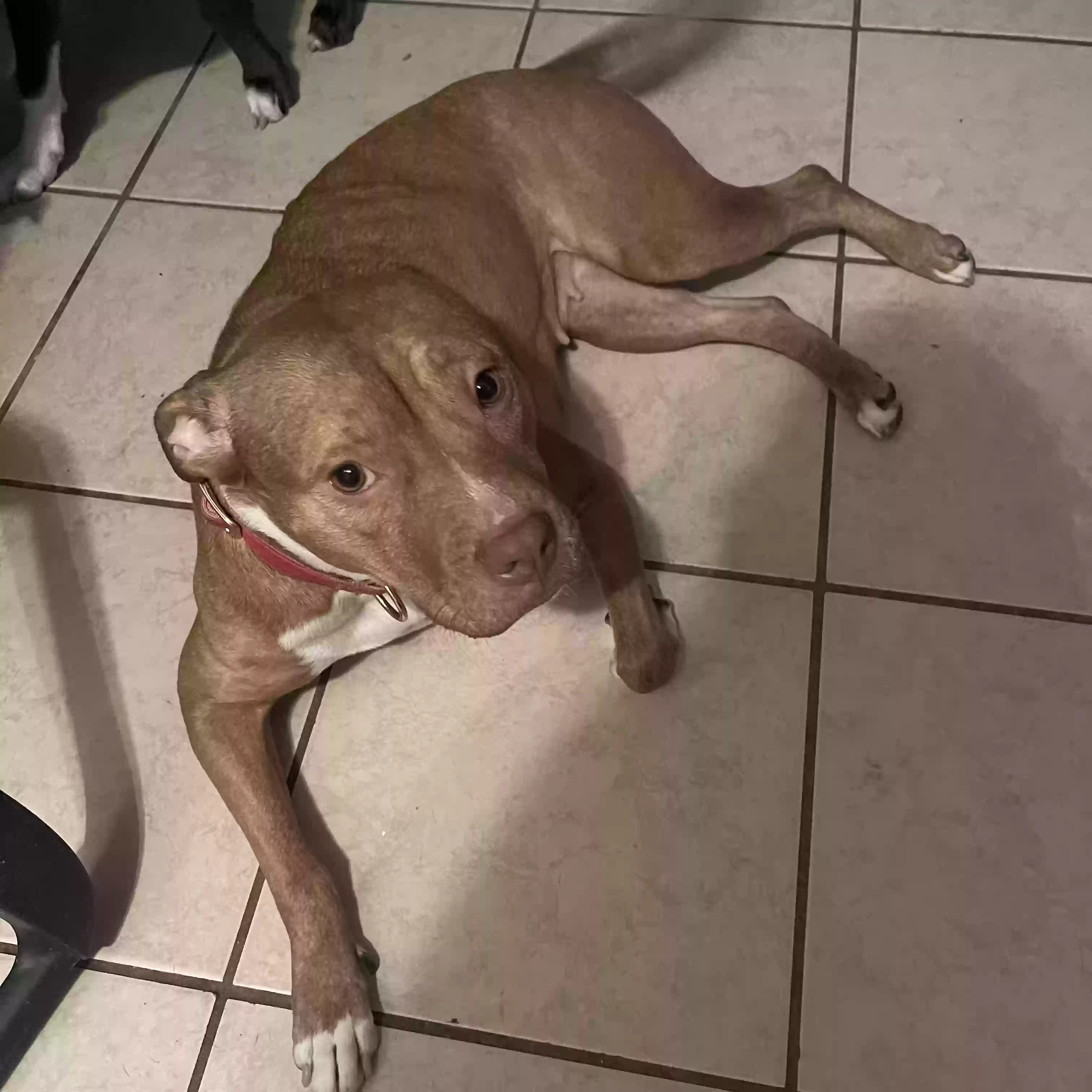 adoptable Dog in Miami,FL named China