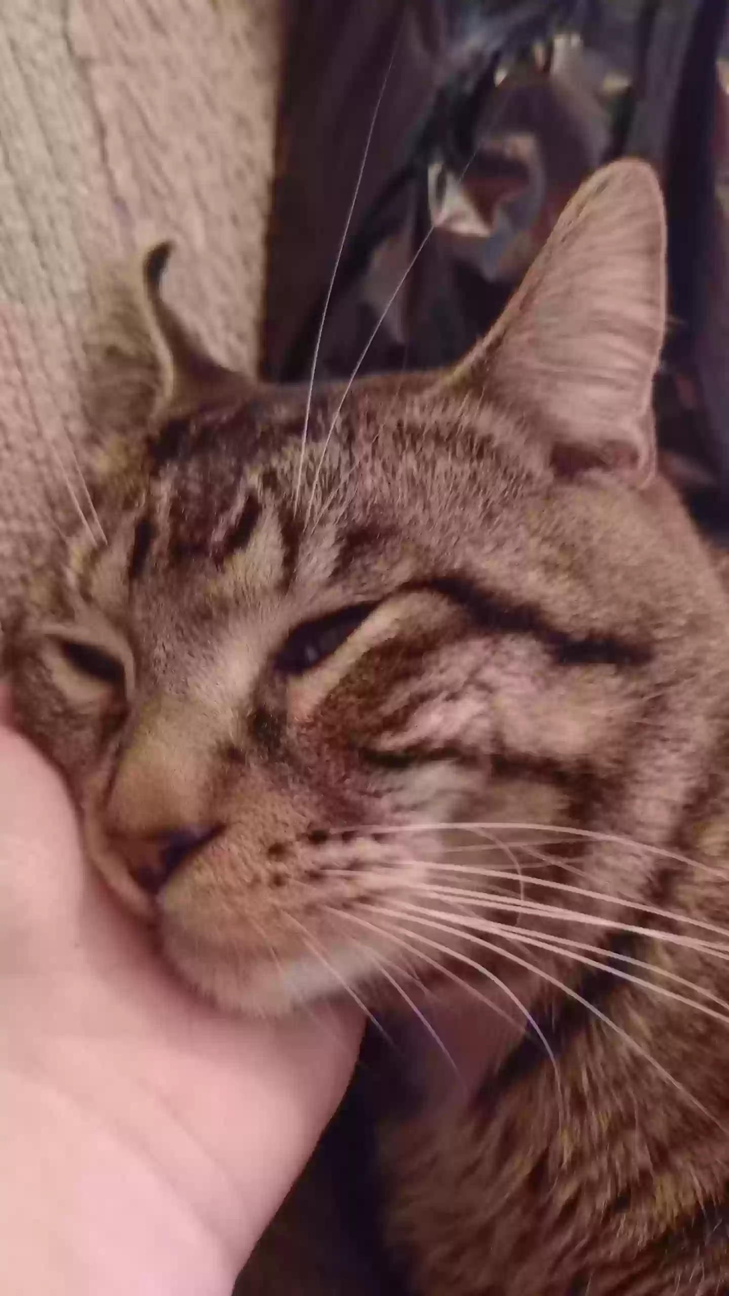 adoptable Cat in Emmett,ID named George